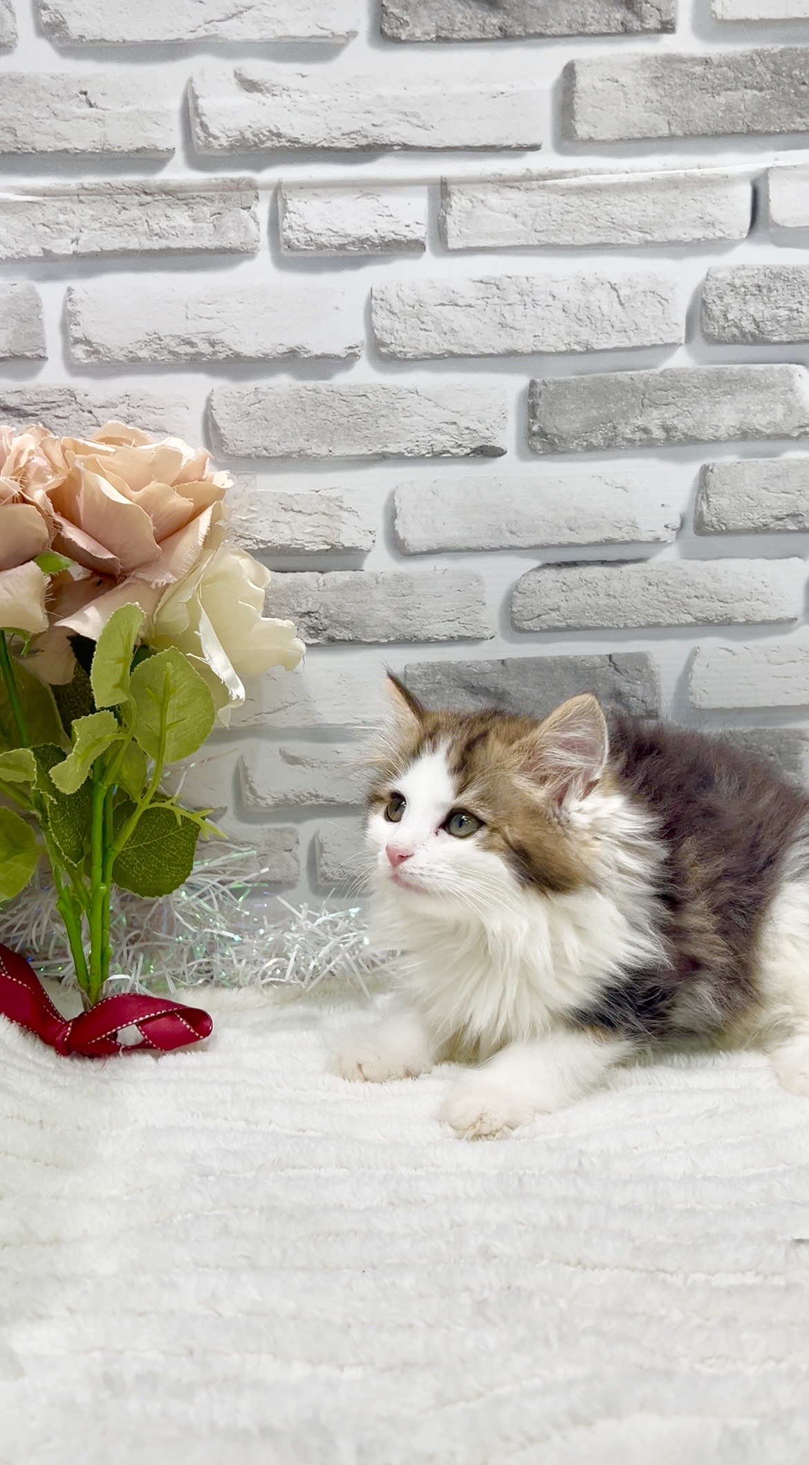 東京都のノルウェージャンフォレストキャット (センチュリーペット瑞江店/2026年2月11日生まれ/男の子/ブラウンタビーホワイト)の子猫の2枚目の画像