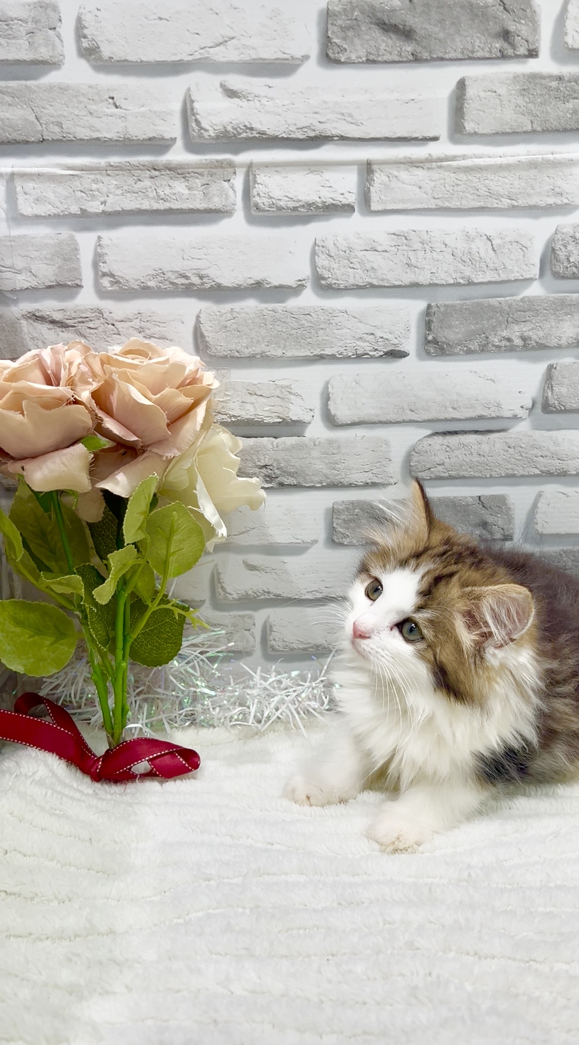 東京都のノルウェージャンフォレストキャット (センチュリーペット瑞江店/2026年2月11日生まれ/男の子/ブラウンタビーホワイト)の子猫の3枚目の画像