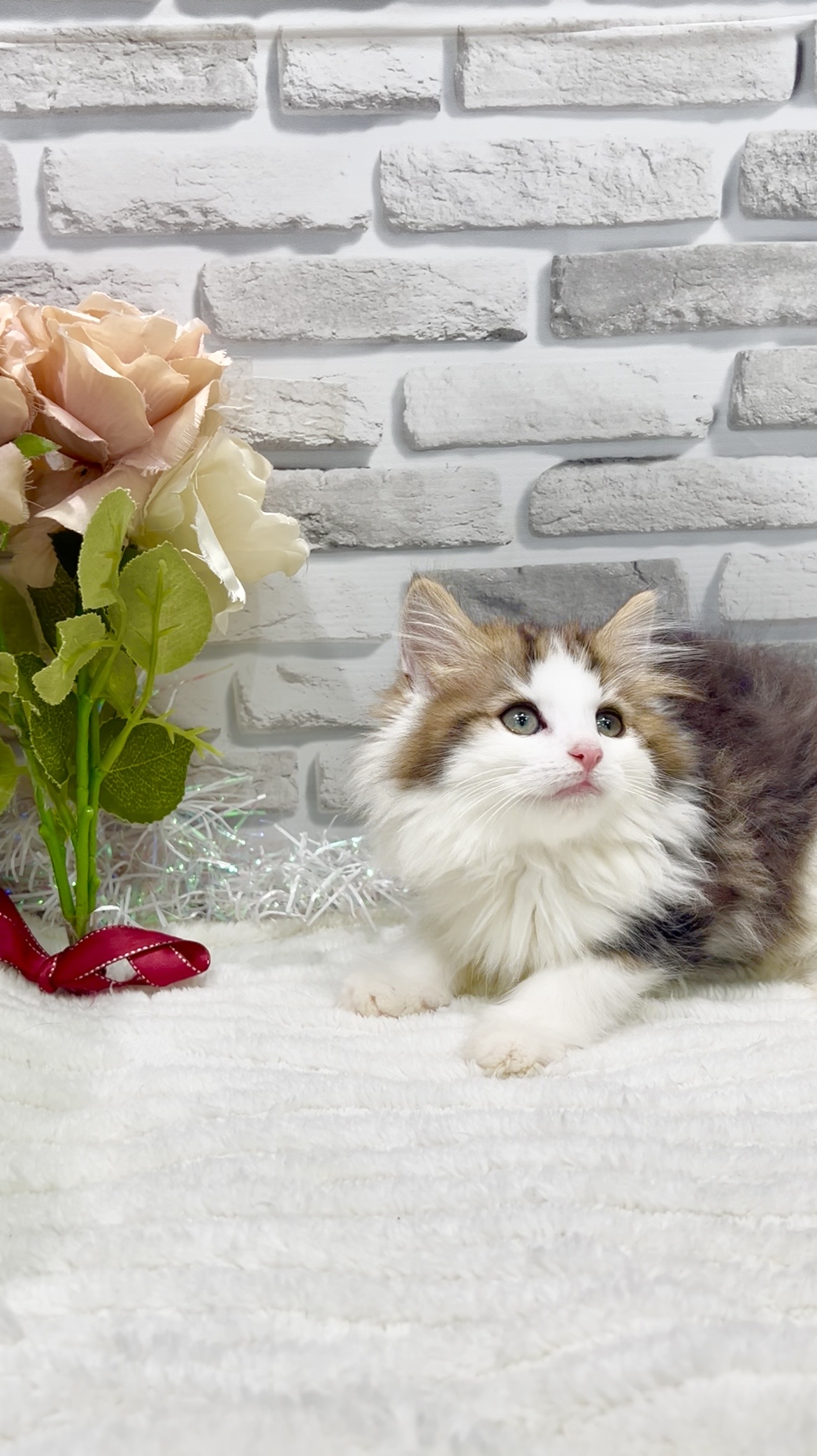 東京都のノルウェージャンフォレストキャット (センチュリーペット瑞江店/2026年2月11日生まれ/男の子/ブラウンタビーホワイト)の子猫の4枚目の画像