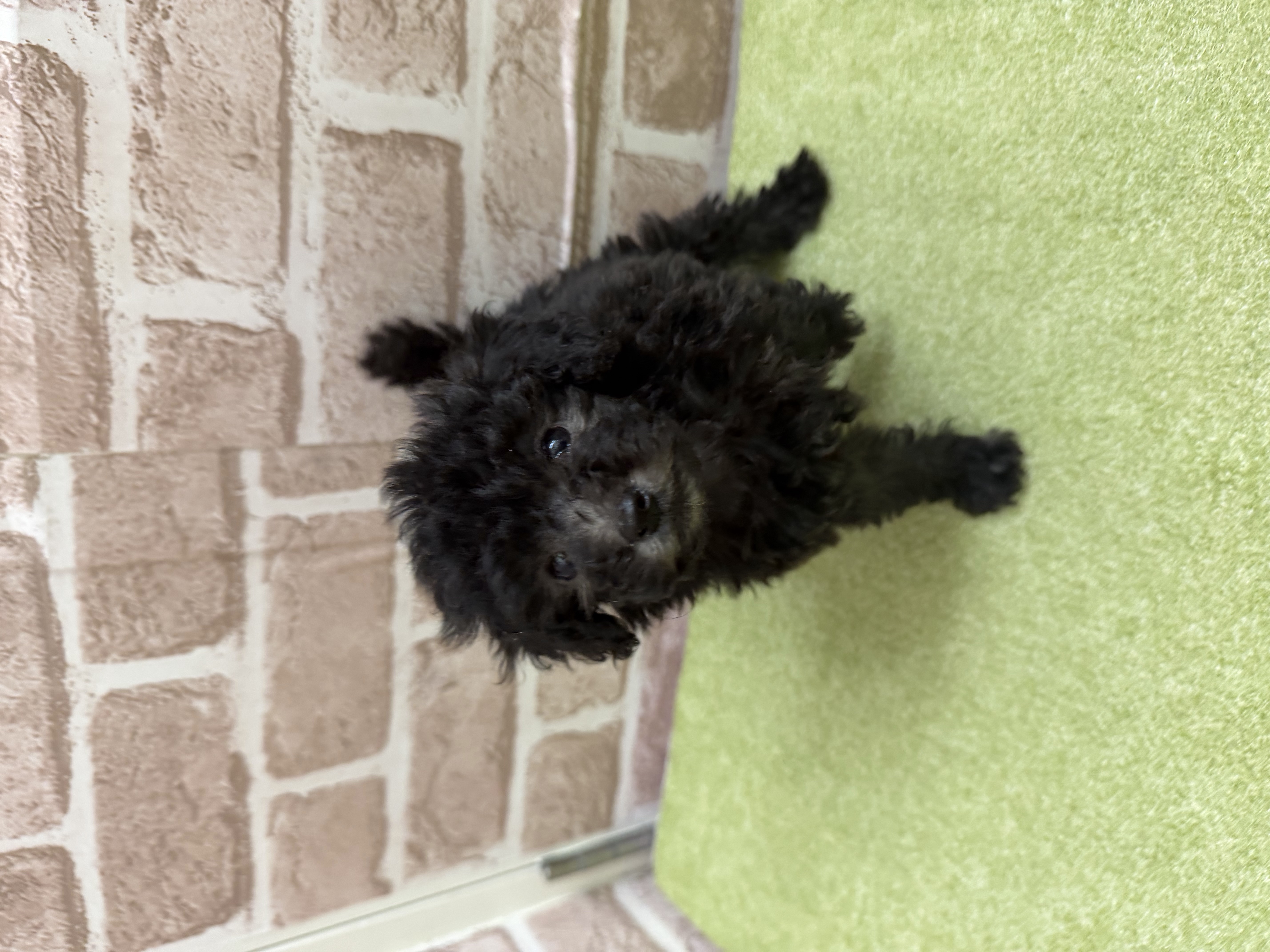 滋賀県のトイプードル(トイ) (センチュリーペットフォレオ大津一里山店/2026年2月15日生まれ/男の子/シルバー)の子犬の2枚目の画像