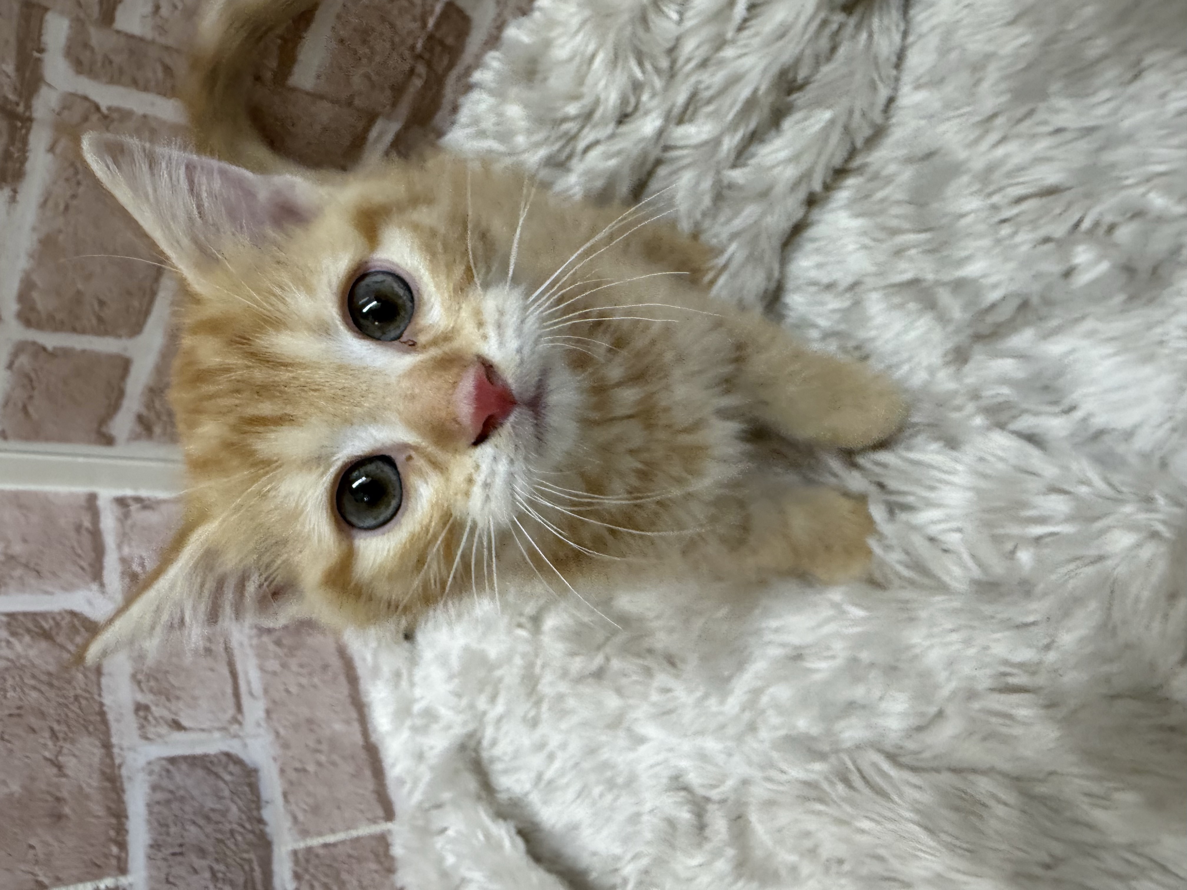 滋賀県のマンチカン (センチュリーペットフォレオ大津一里山店/2026年2月13日生まれ/男の子/レッドタビー)の子猫の2枚目の画像