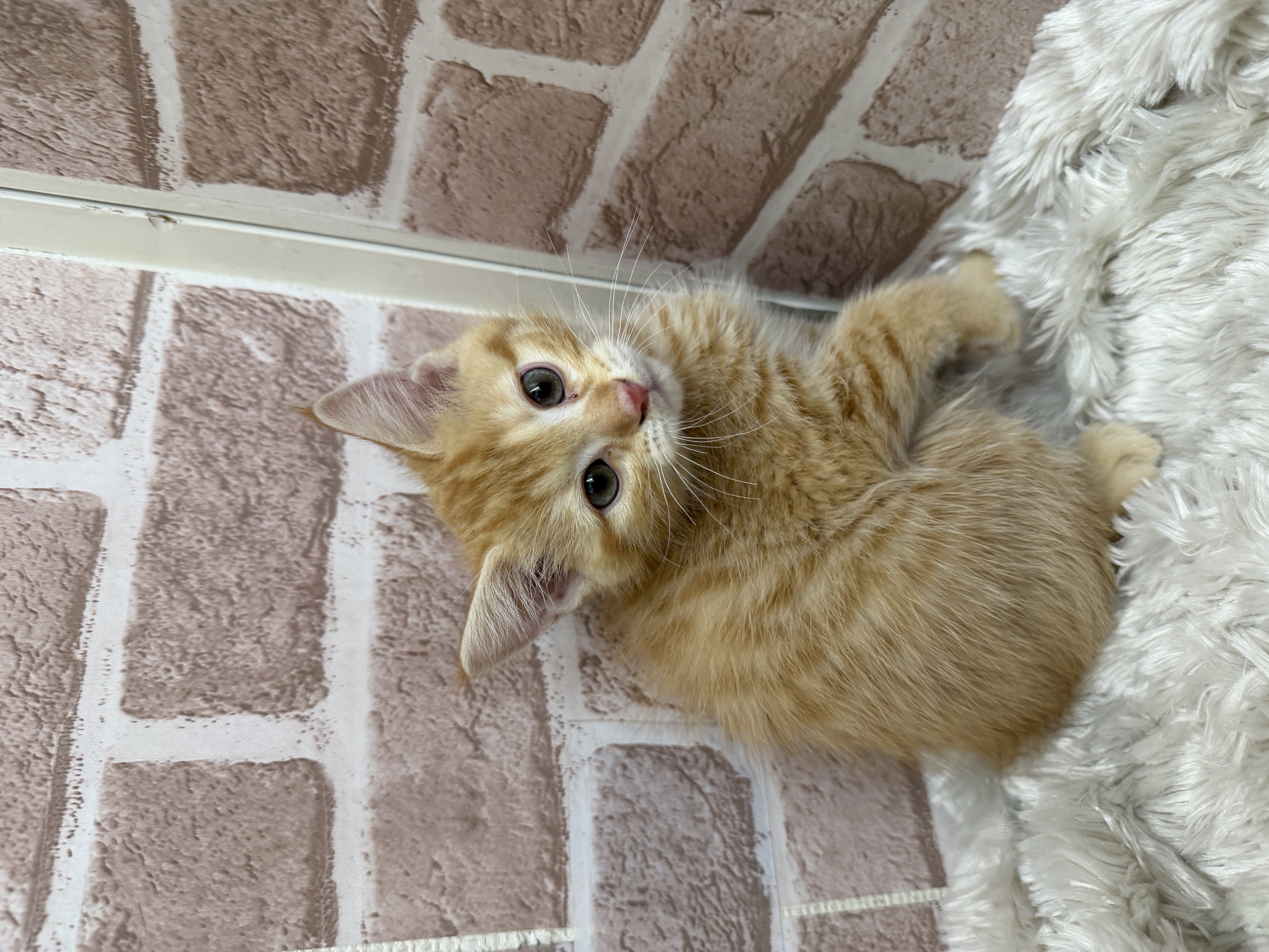 滋賀県のマンチカン (センチュリーペットフォレオ大津一里山店/2026年2月13日生まれ/男の子/レッドタビー)の子猫の3枚目の画像