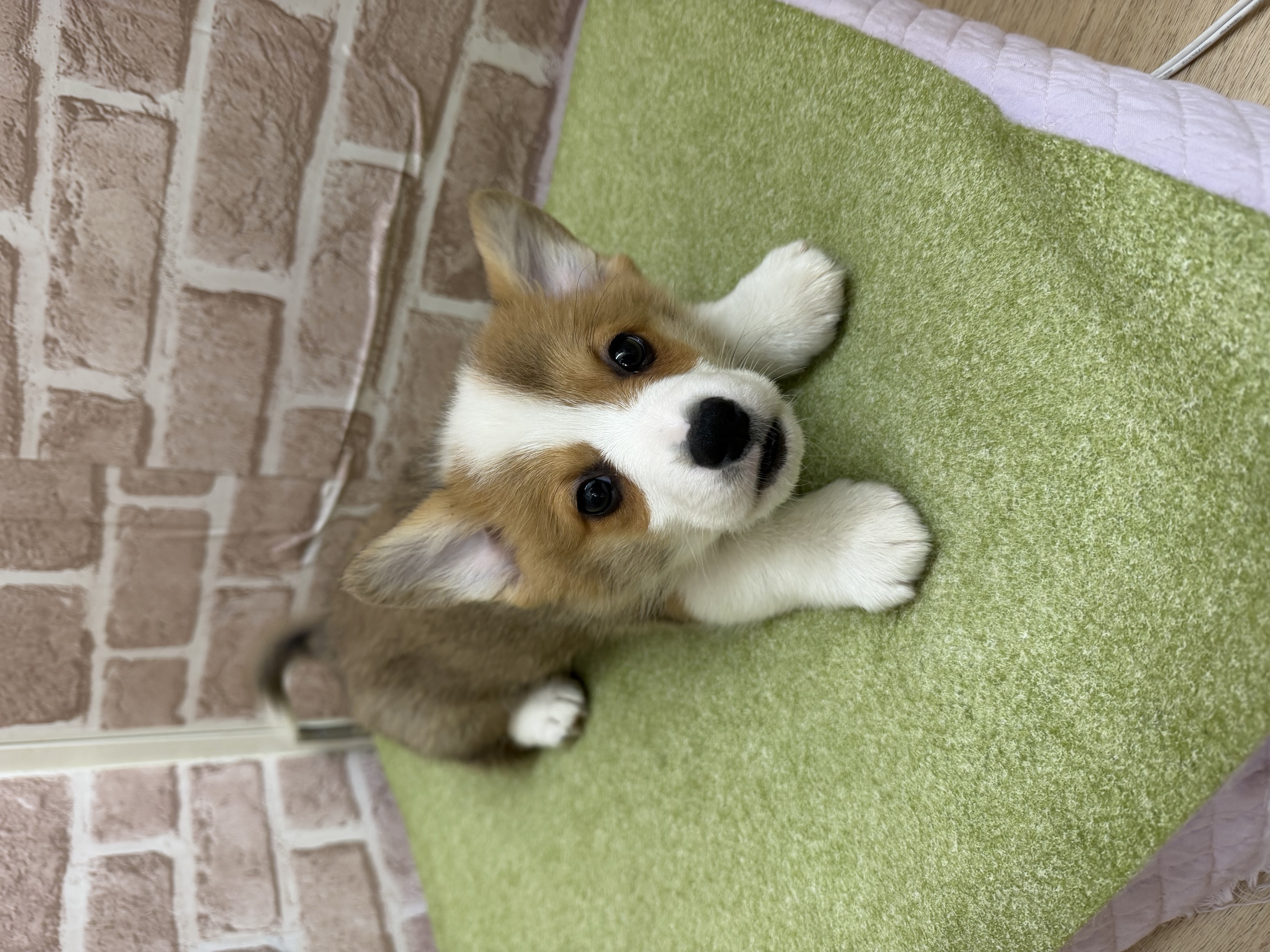 滋賀県のウェルシュコーギーペンブローク (センチュリーペットフォレオ大津一里山店/2026年2月11日生まれ/男の子/セーブルホワイト)の子犬の2枚目の画像
