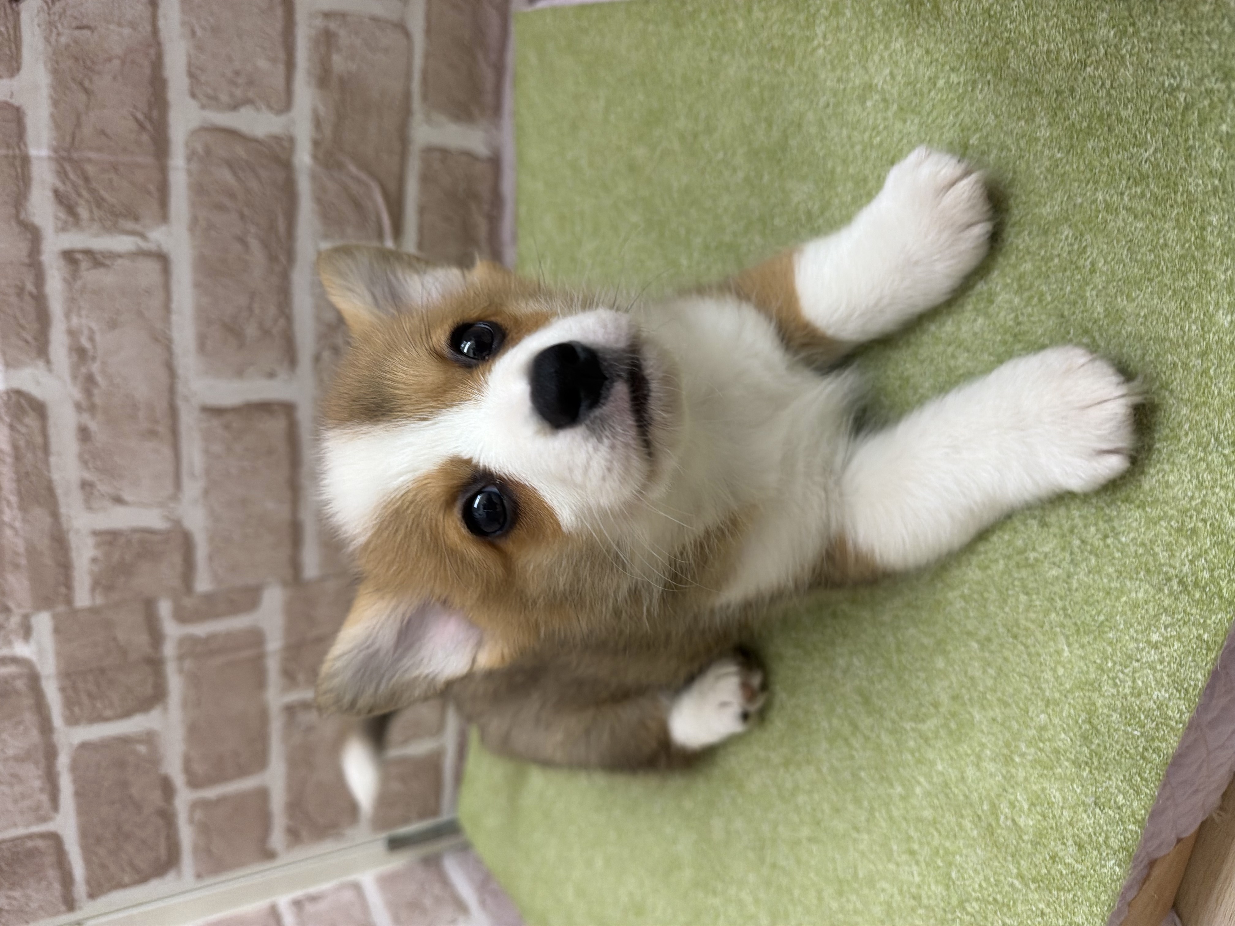 滋賀県のウェルシュコーギーペンブローク (センチュリーペットフォレオ大津一里山店/2026年2月11日生まれ/男の子/セーブルホワイト)の子犬の3枚目の画像