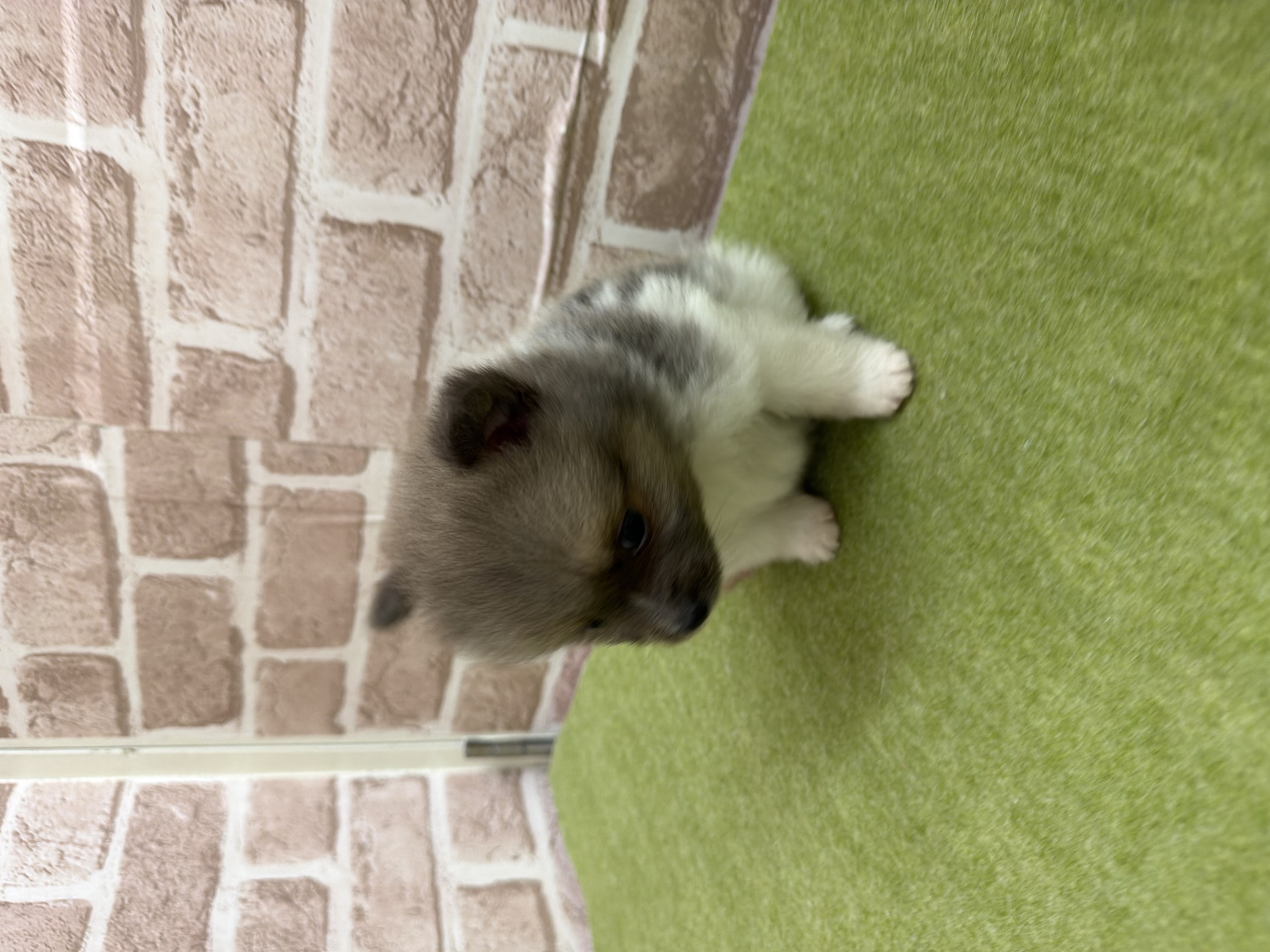 滋賀県のポメラニアン (センチュリーペットフォレオ大津一里山店/2026年2月14日生まれ/男の子/イザベラホワイト)の子犬の2枚目の画像