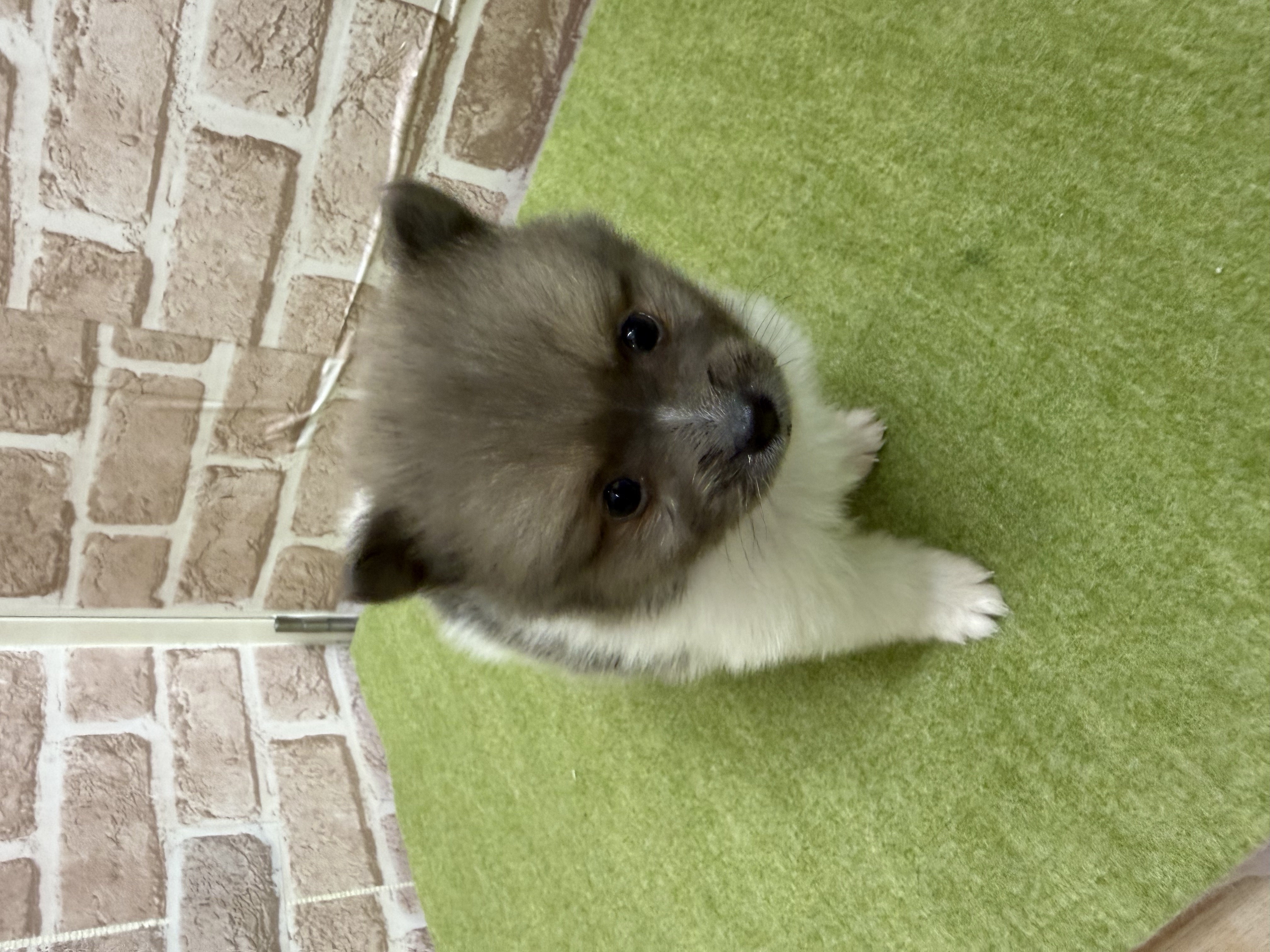 滋賀県のポメラニアン (センチュリーペットフォレオ大津一里山店/2026年2月14日生まれ/男の子/イザベラホワイト)の子犬の3枚目の画像