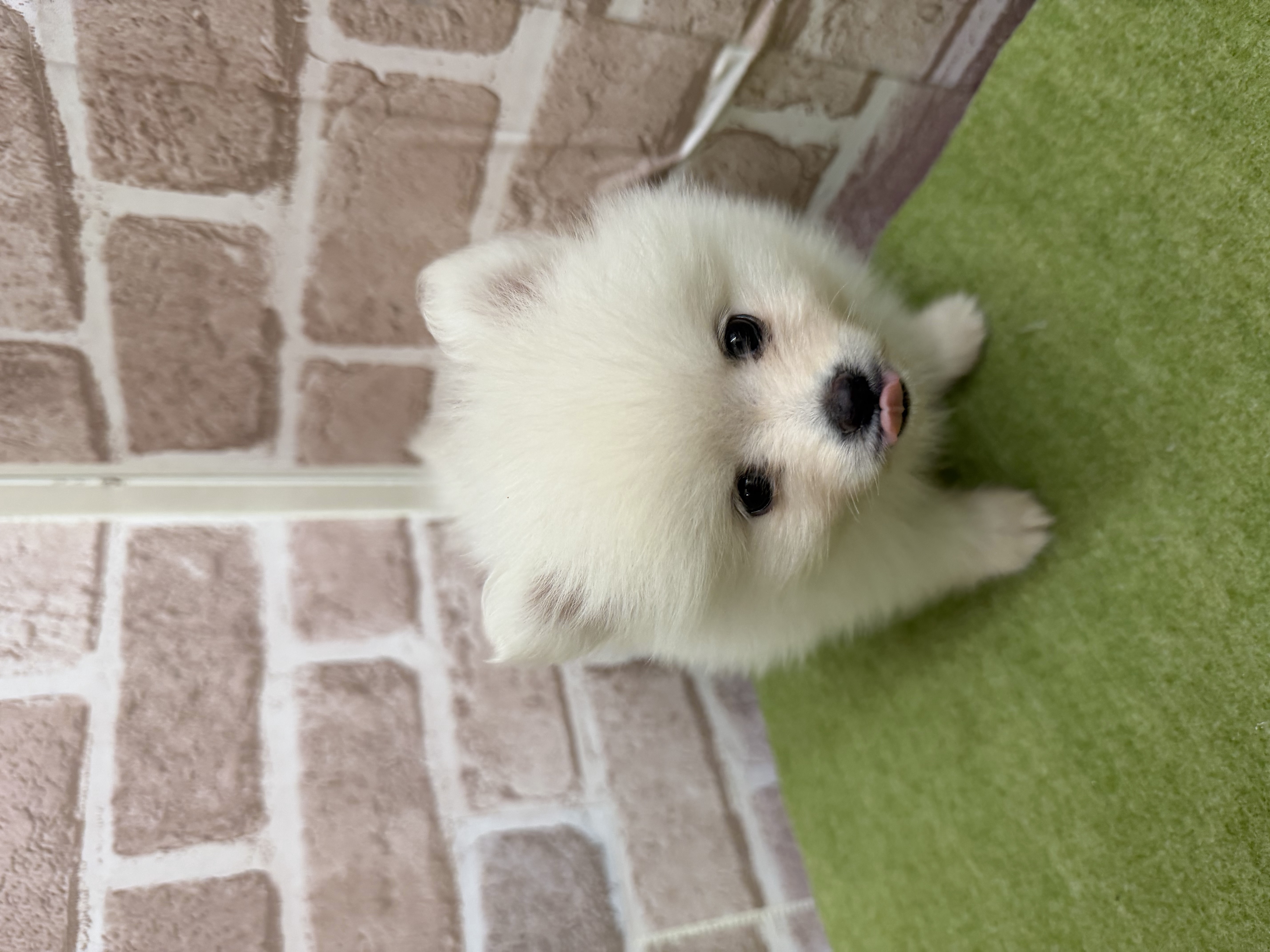 滋賀県のポメラニアン (センチュリーペットフォレオ大津一里山店/2026年2月13日生まれ/女の子/クリーム)の子犬の2枚目の画像