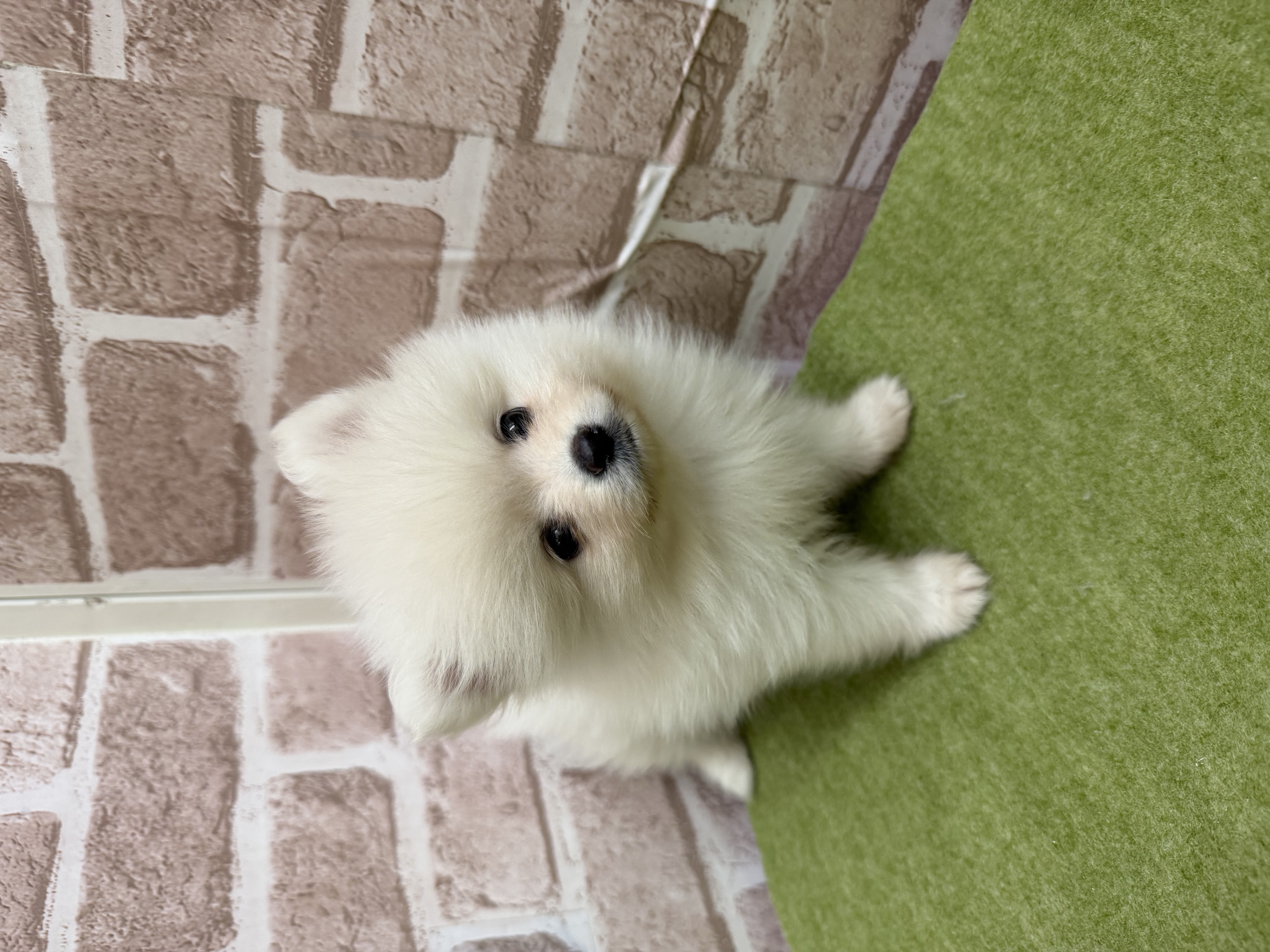 滋賀県のポメラニアン (センチュリーペットフォレオ大津一里山店/2026年2月13日生まれ/女の子/クリーム)の子犬の3枚目の画像