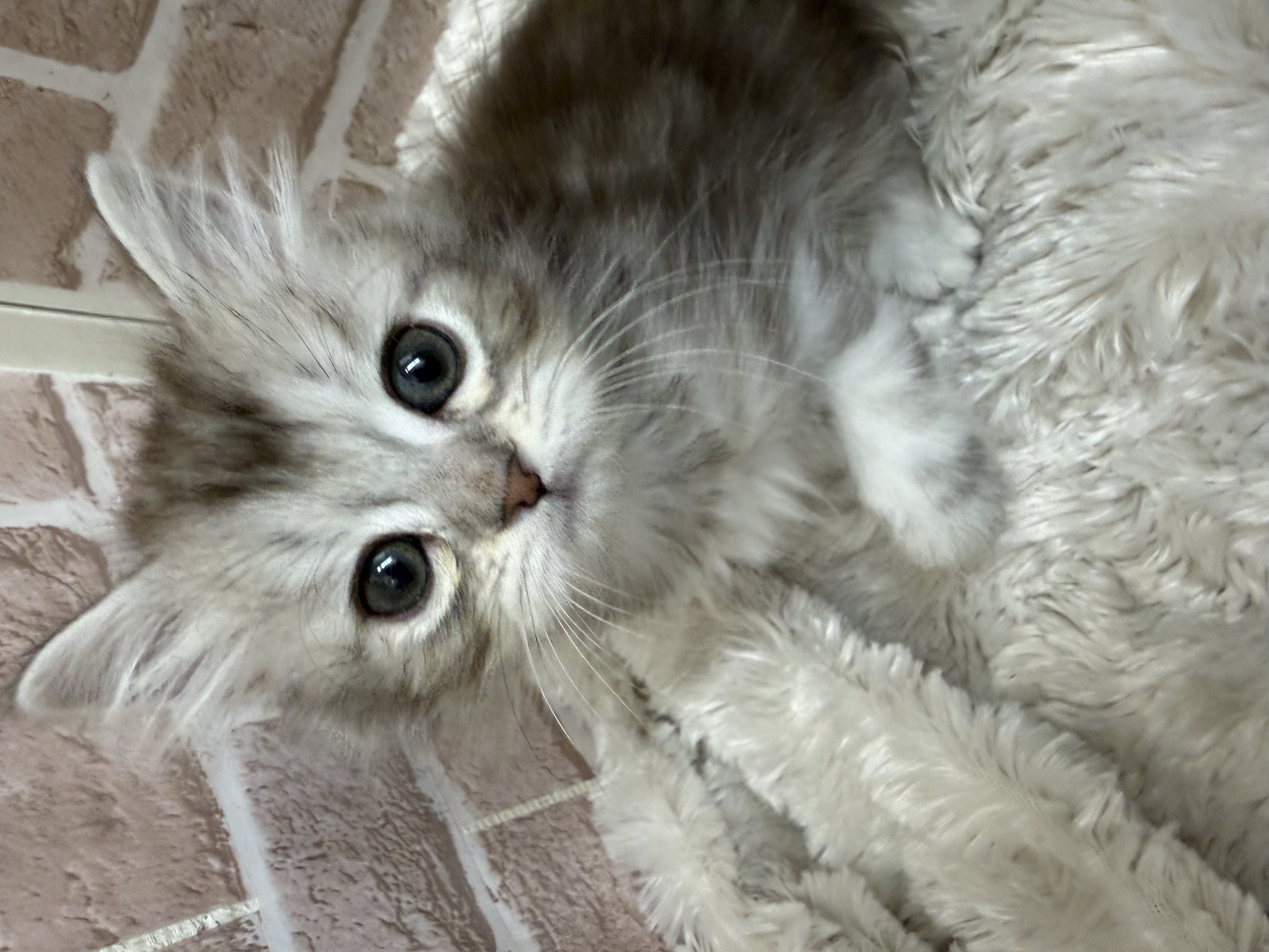 滋賀県のミヌエット (センチュリーペットフォレオ大津一里山店/2026年2月6日生まれ/男の子/ブルークラシックタビー)の子猫の2枚目の画像