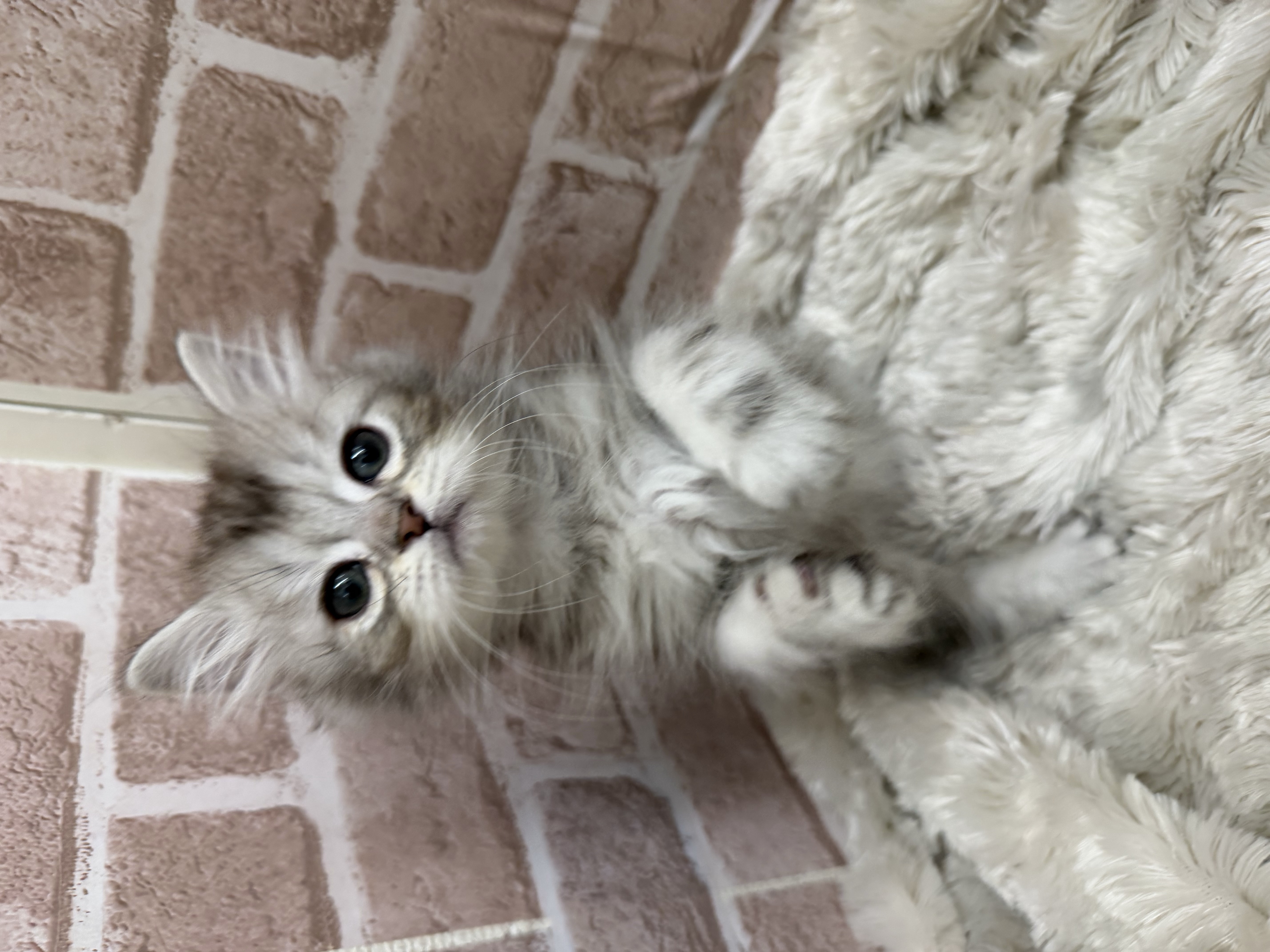 滋賀県のミヌエット (センチュリーペットフォレオ大津一里山店/2026年2月6日生まれ/男の子/ブルークラシックタビー)の子猫の3枚目の画像