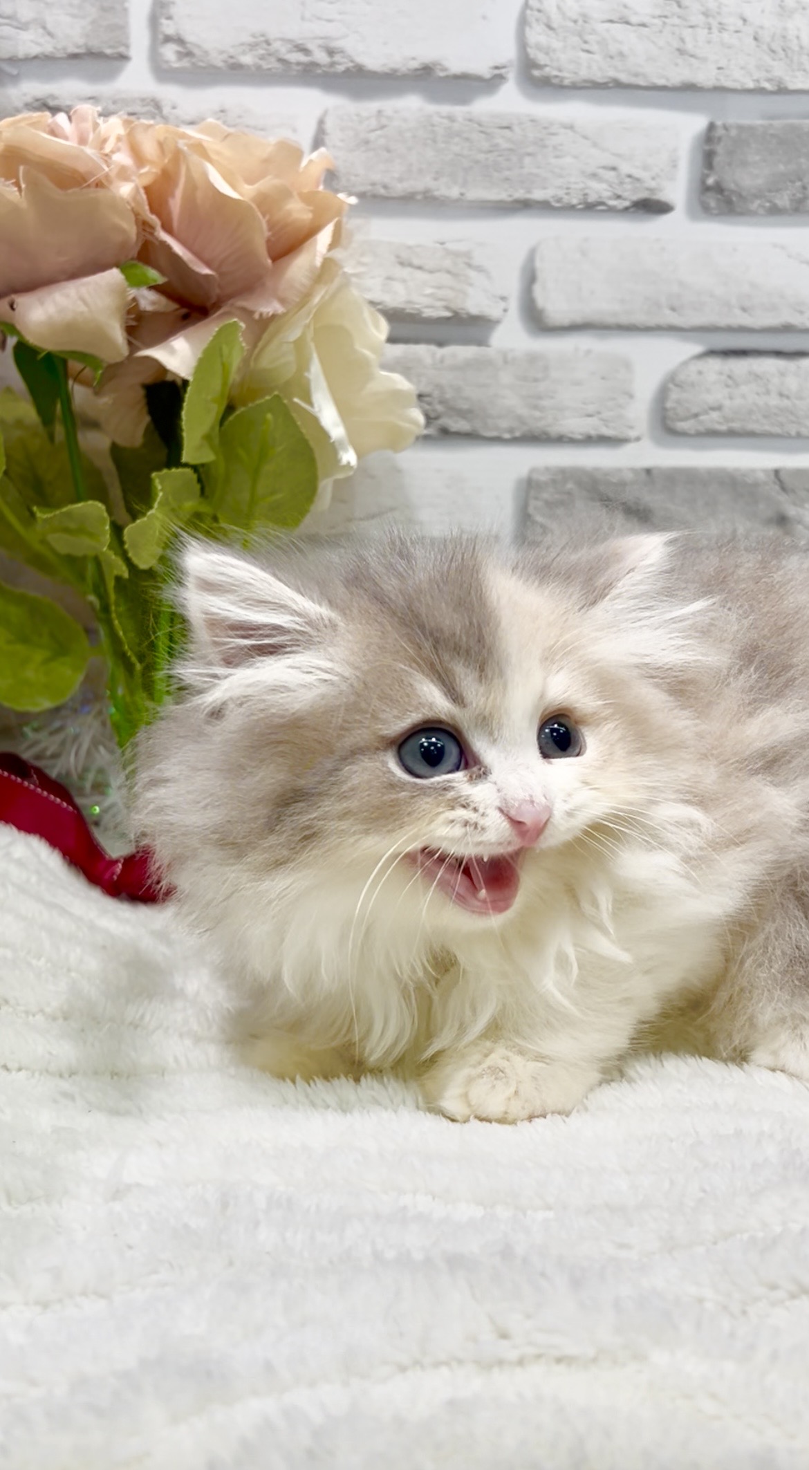 東京都のミヌエット (センチュリーペット瑞江店/2026年2月10日生まれ/女の子/ダイリュートキャリコ)の子猫の2枚目の画像