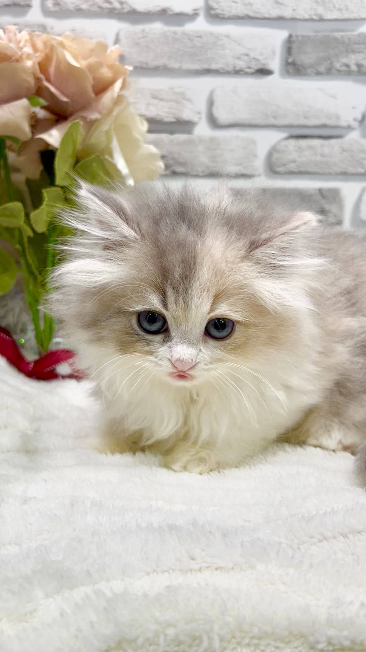 東京都のミヌエット (センチュリーペット瑞江店/2026年2月10日生まれ/女の子/ダイリュートキャリコ)の子猫の3枚目の画像