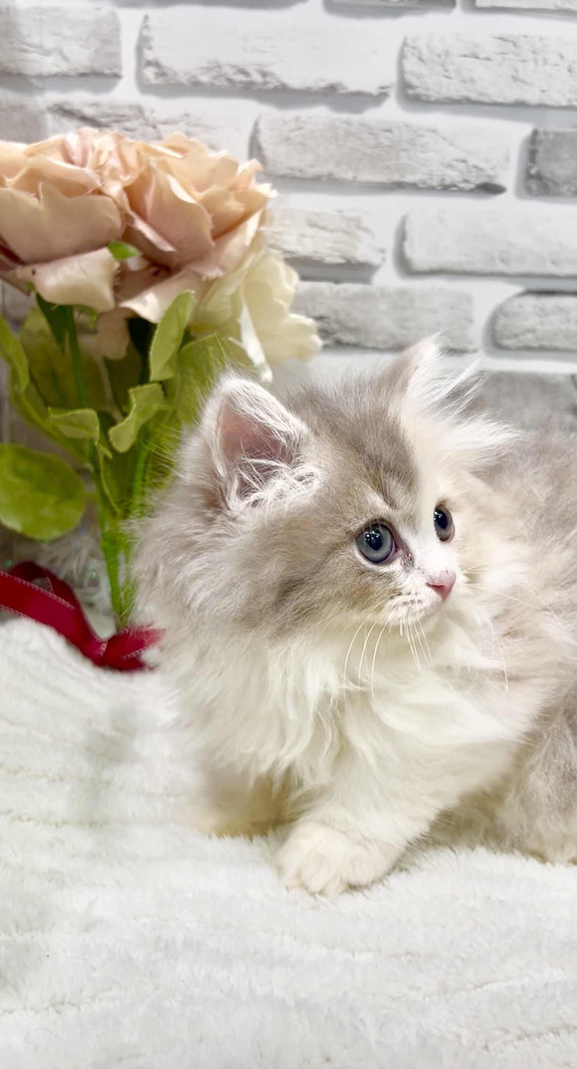 東京都のミヌエット (センチュリーペット瑞江店/2026年2月10日生まれ/女の子/ダイリュートキャリコ)の子猫の4枚目の画像