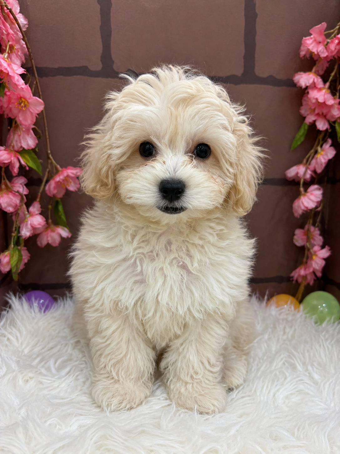 大阪府のマルプー(マルチーズ×プードル) (センチュリーペットそよら古川橋駅前店/2026年1月13日生まれ/男の子/その他色)の子犬の1枚目の画像