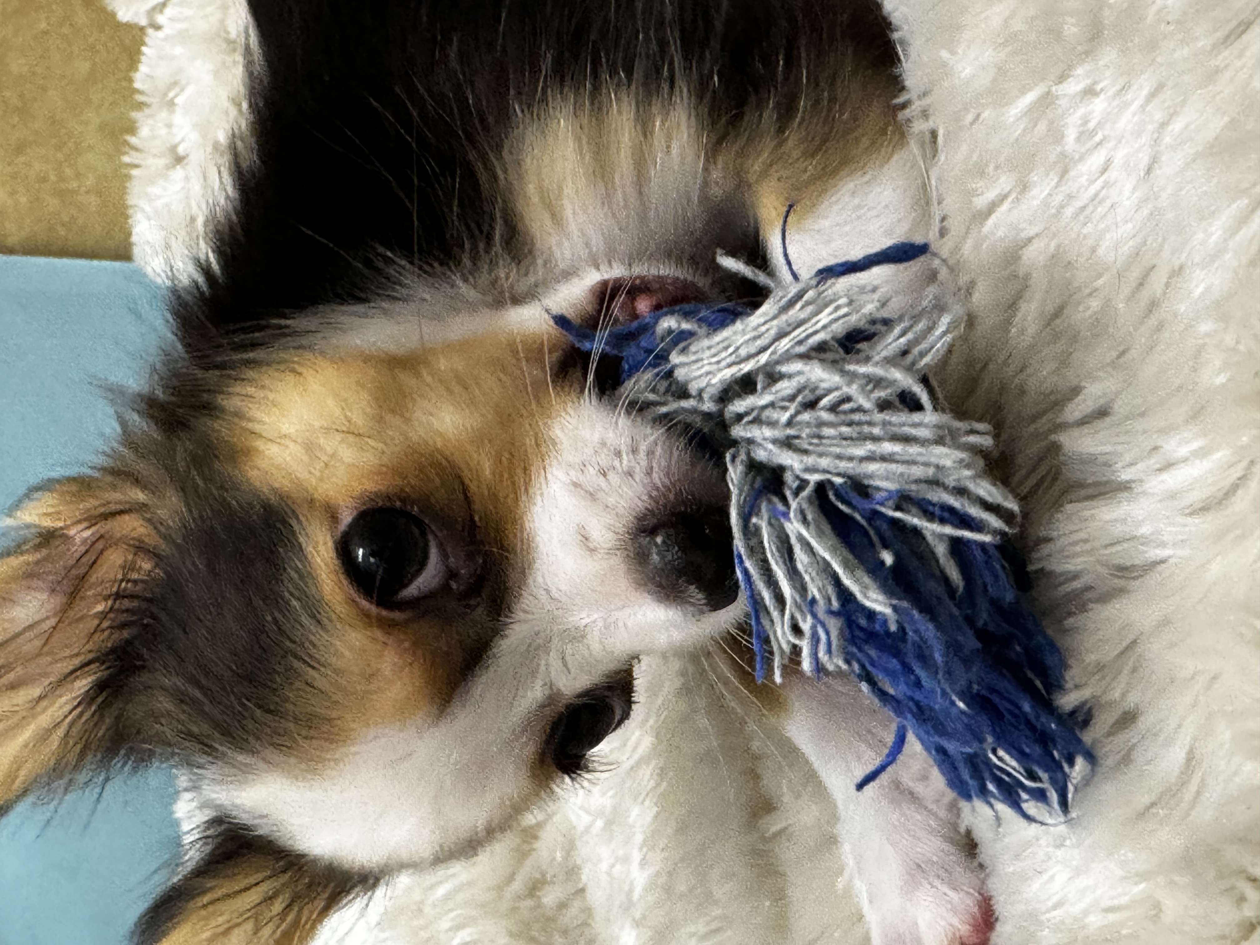 滋賀県のハーフ (センチュリーペットフォレオ大津一里山店/2026年1月15日生まれ/男の子/その他色)の子犬の2枚目の画像