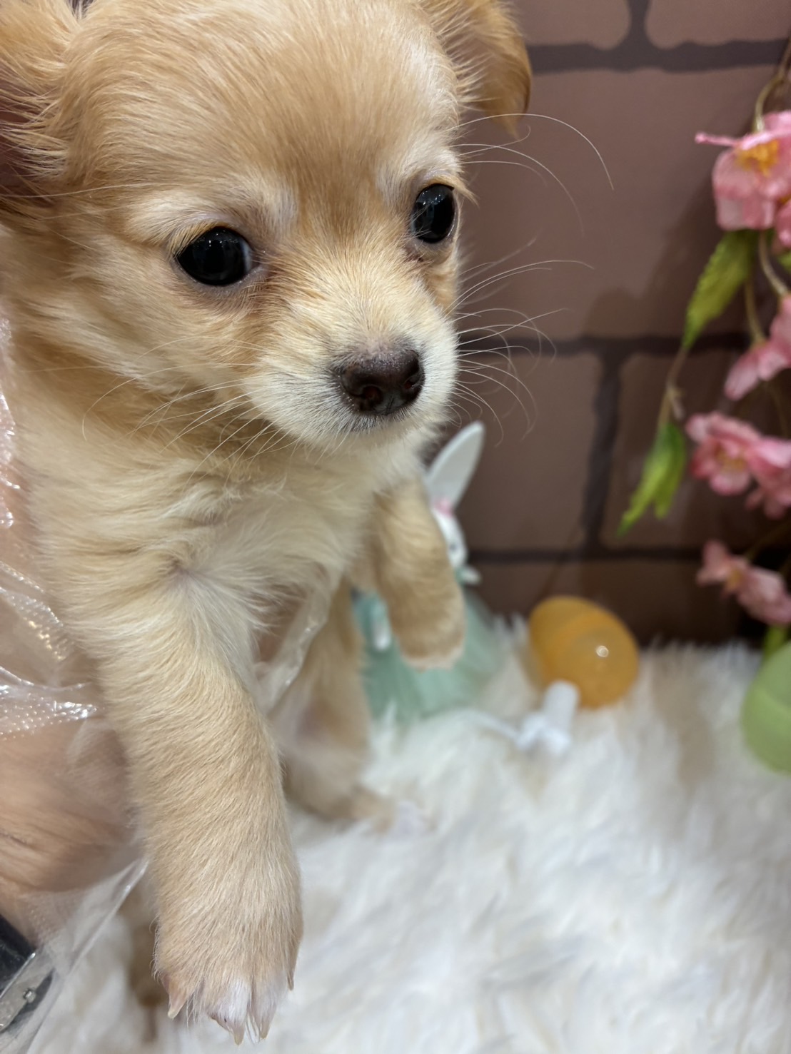 大阪府のハーフ犬・ミックス犬 (センチュリーペットそよら古川橋駅前店/2026年2月9日生まれ/女の子/その他色)の子犬の2枚目の画像