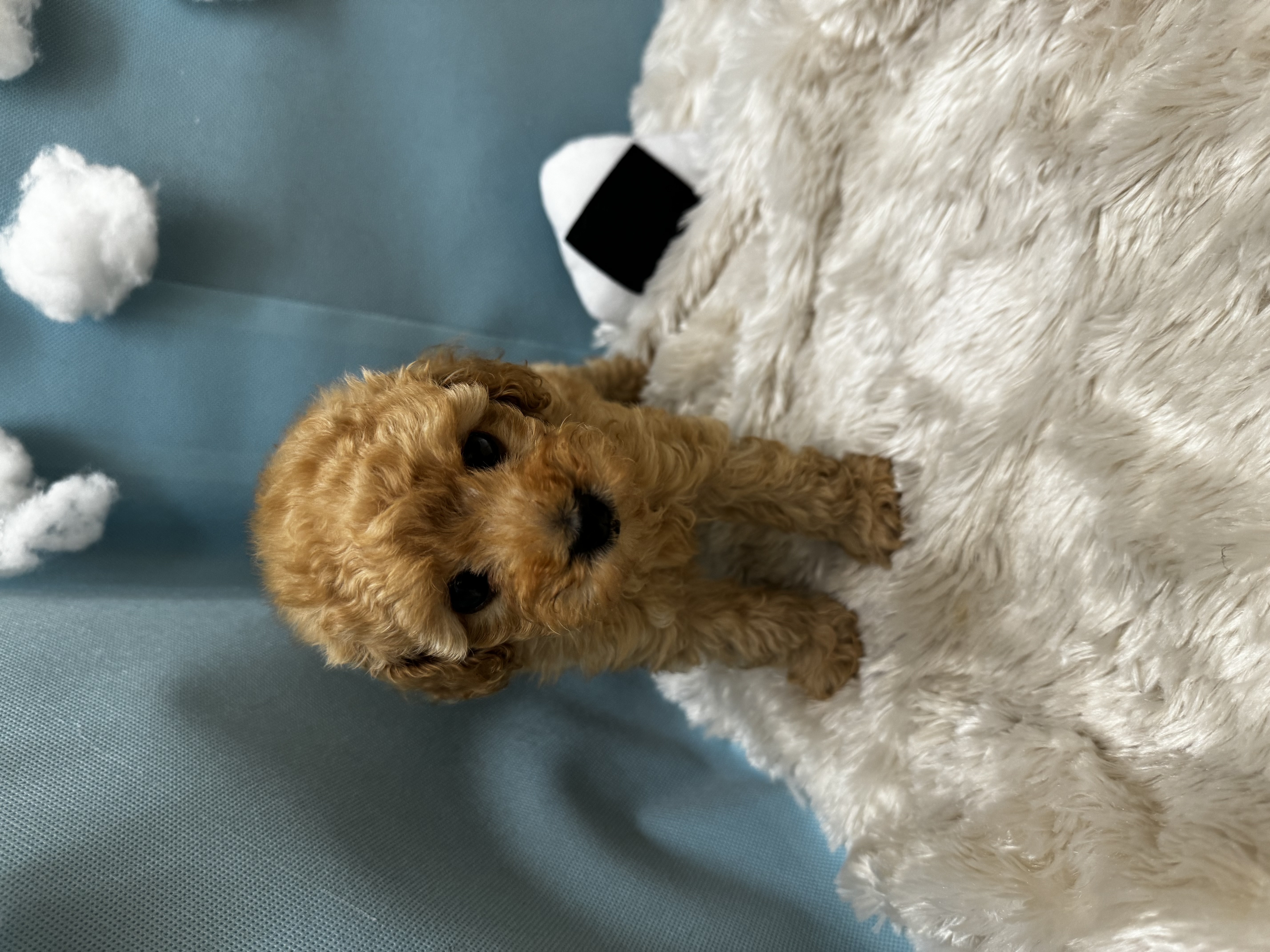 滋賀県のトイプードル(トイ) (センチュリーペットフォレオ大津一里山店/2026年2月11日生まれ/男の子/アプリコット)の子犬の2枚目の画像