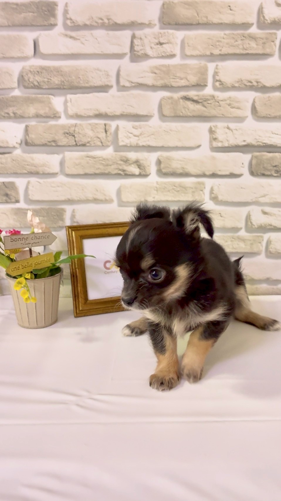 東京都のチワワ(ロング) (センチュリーペットイオン葛西店/2026年2月8日生まれ/女の子/ブラックタンホワイト)の子犬の2枚目の画像