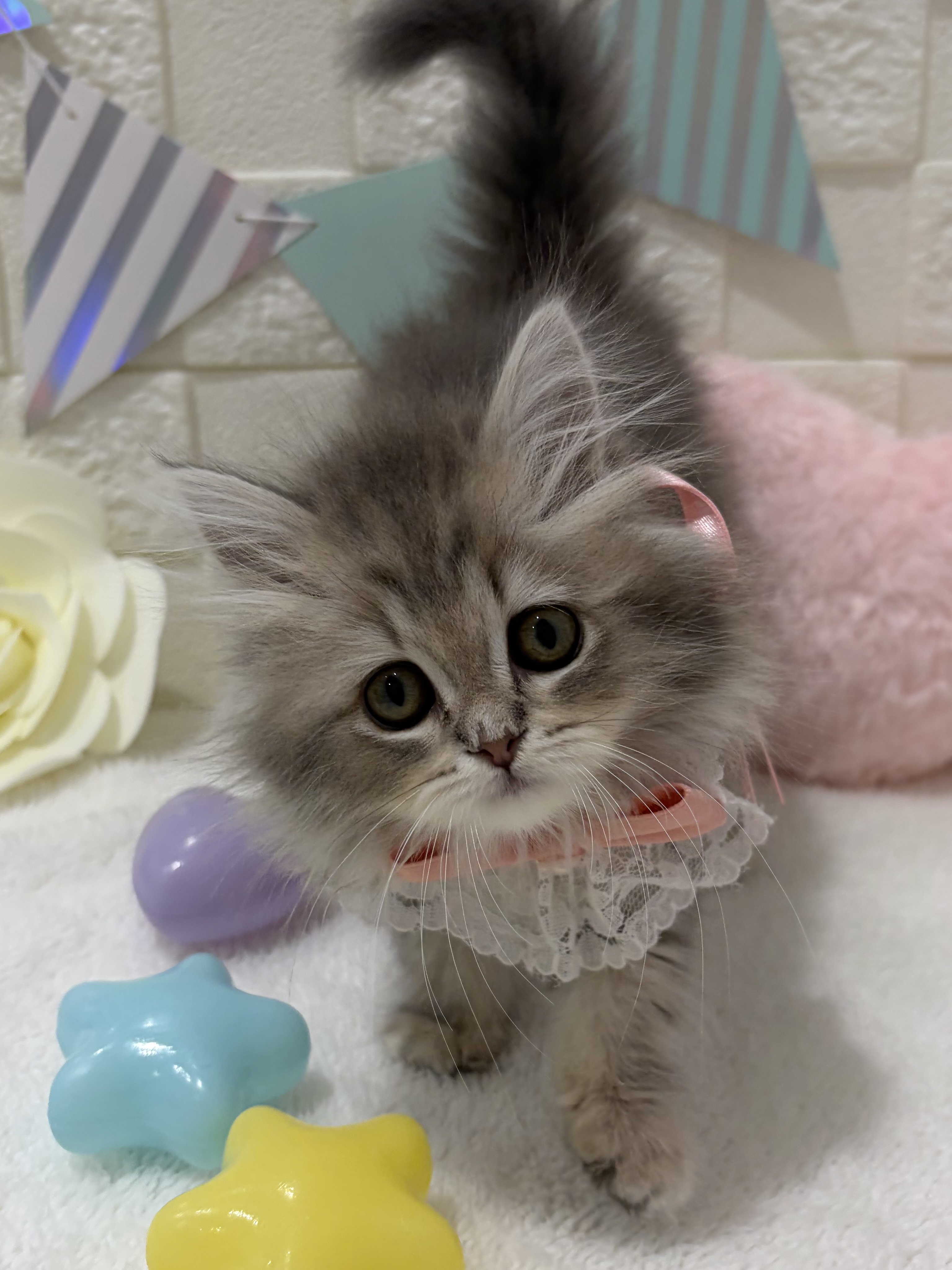 2026年2月3日生まれのサイベリアン