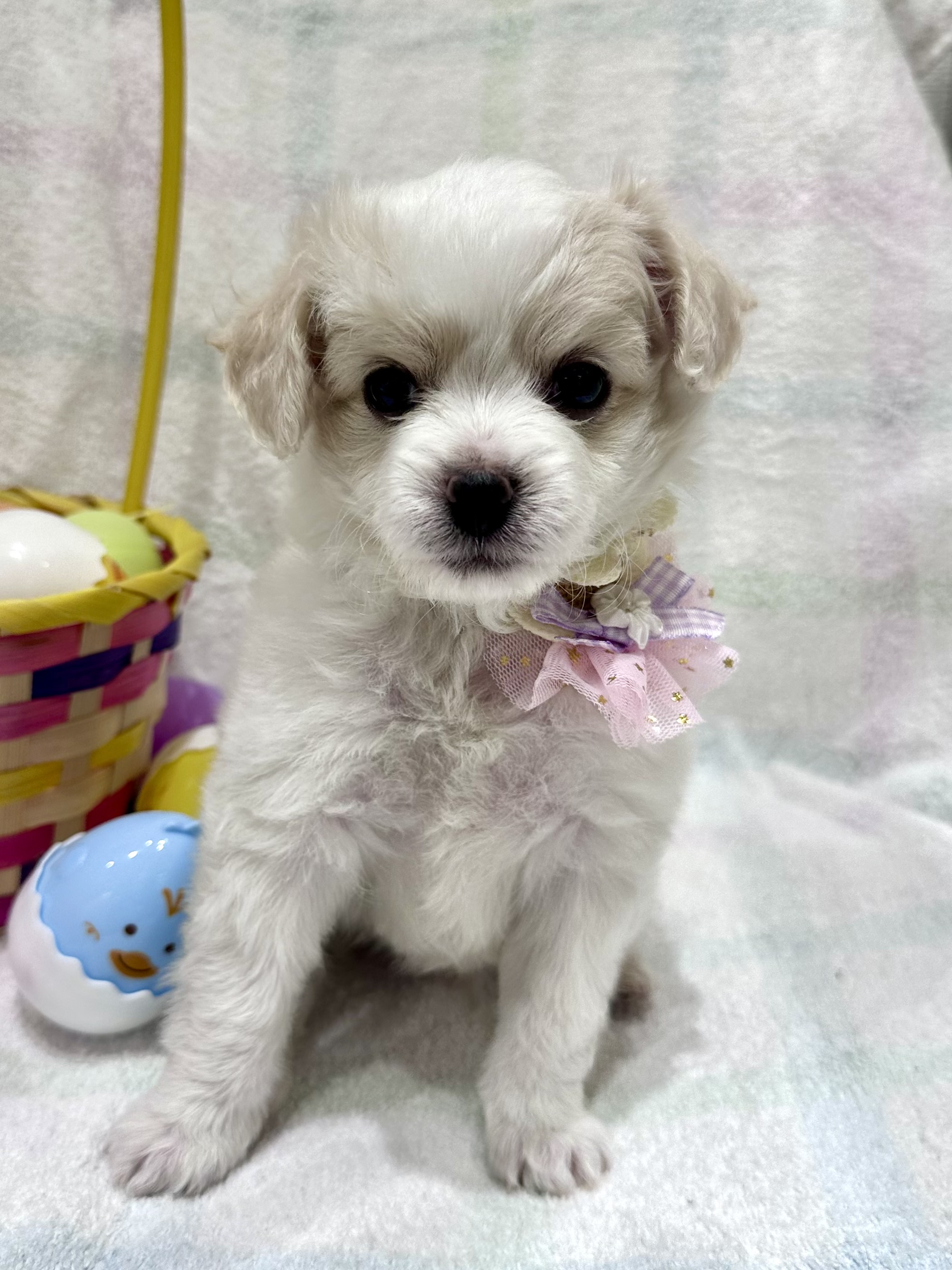 埼玉県のチワプー/プーチー(チワワ×プードル) (センチュリーペット武蔵狭山店/2026年2月17日生まれ/男の子/その他色)の子犬