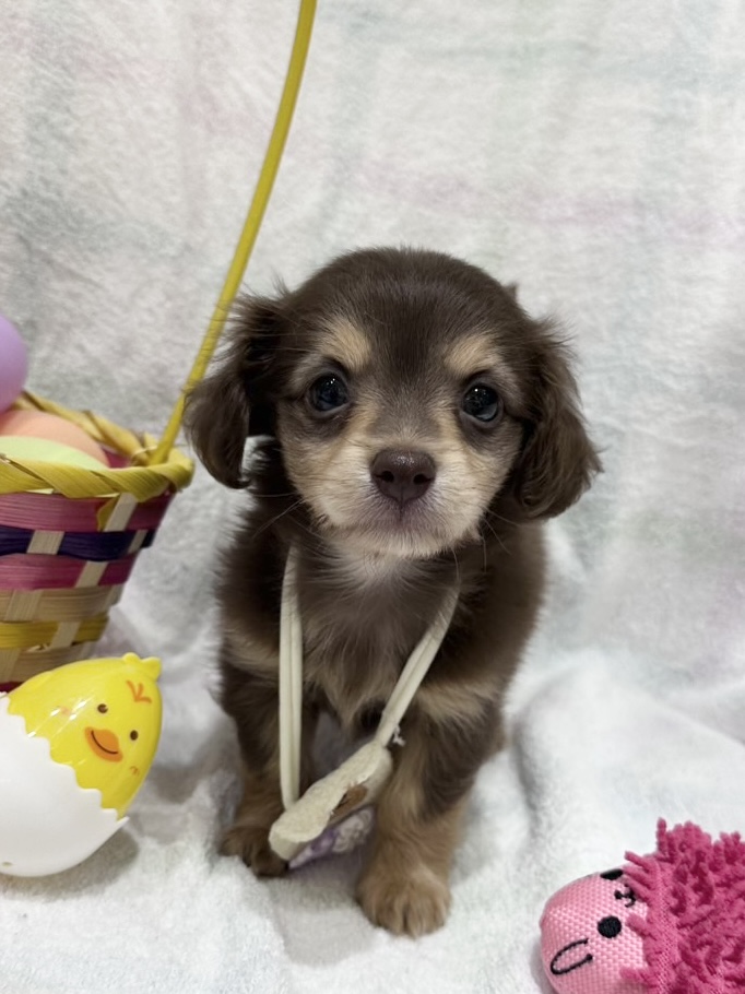 2026年2月18日生まれのチワックス(チワワ×ダックス)