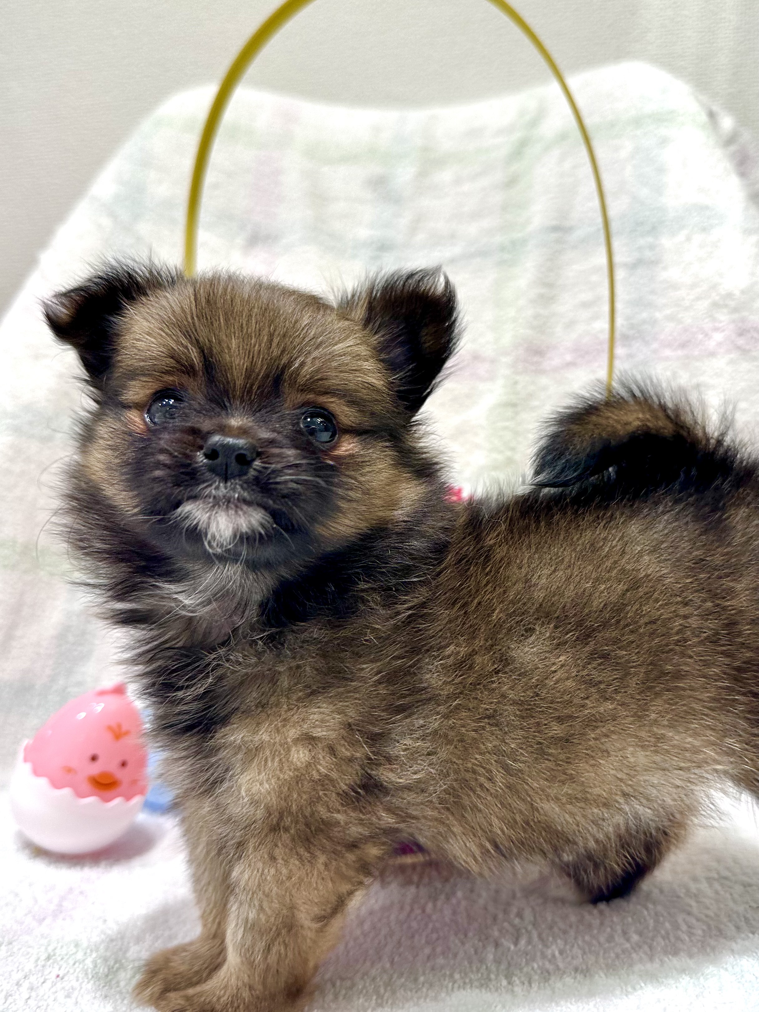 2026年2月18日生まれのポメチワ/チワポメ/ポメチー(ポメラニアン×チワワ)