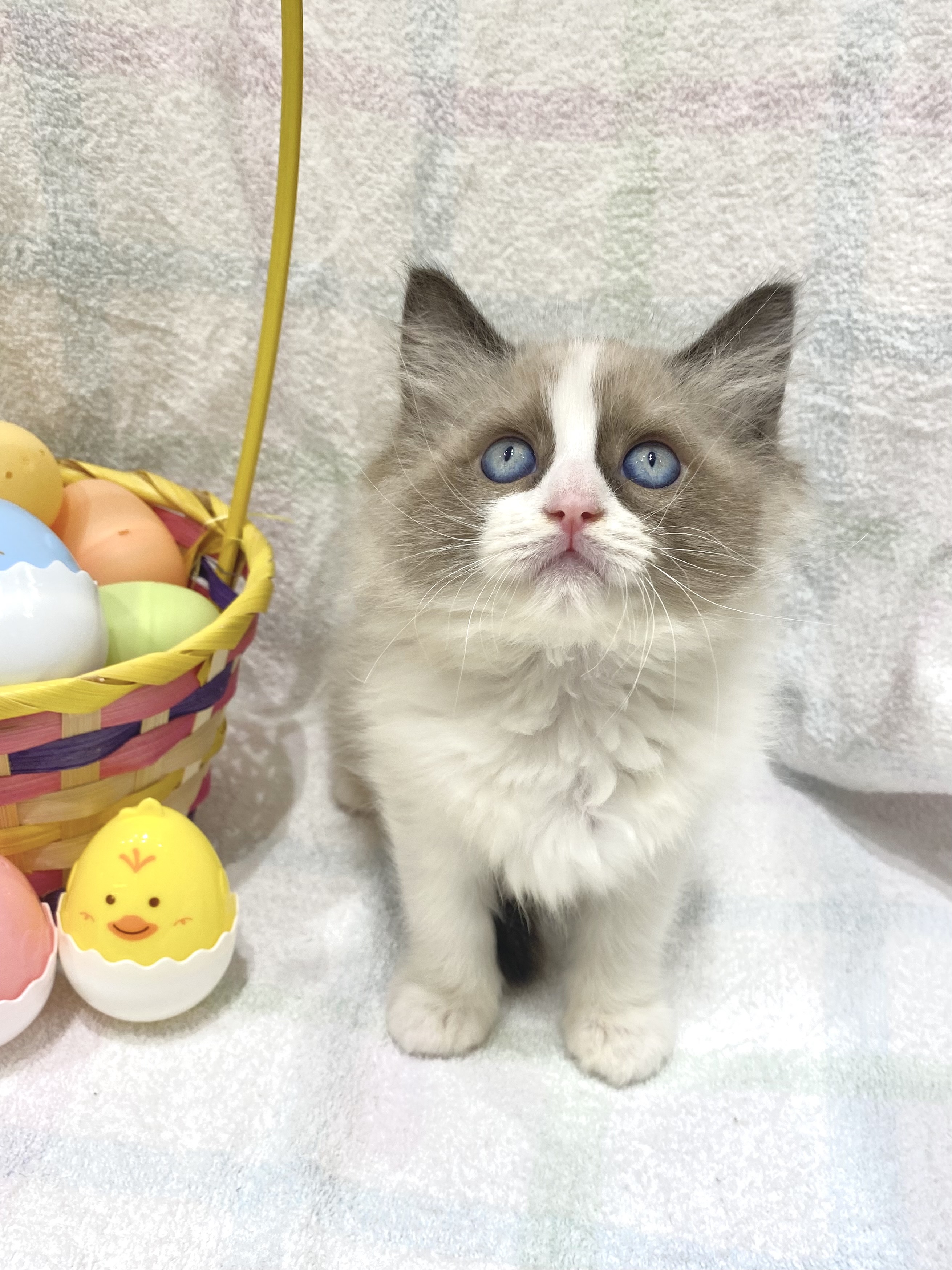 2026年2月13日生まれのラグドール