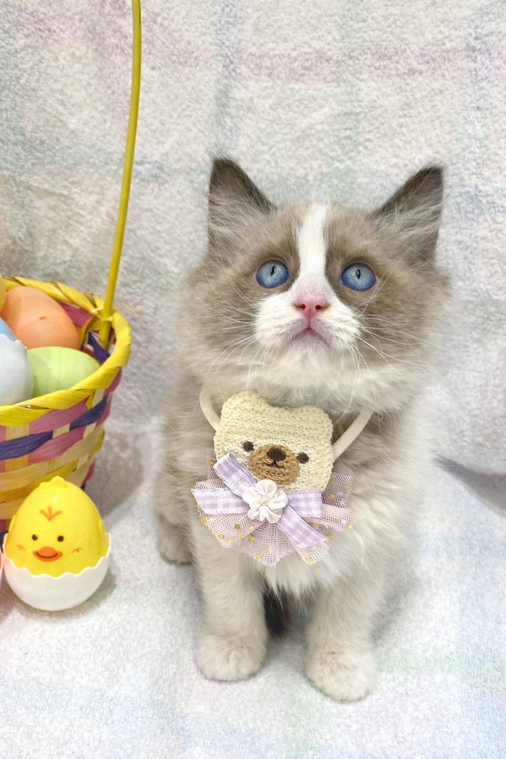 埼玉県のラグドール (センチュリーペット武蔵狭山店/2026年2月13日生まれ/男の子/シールポイントバイカラー)の子猫