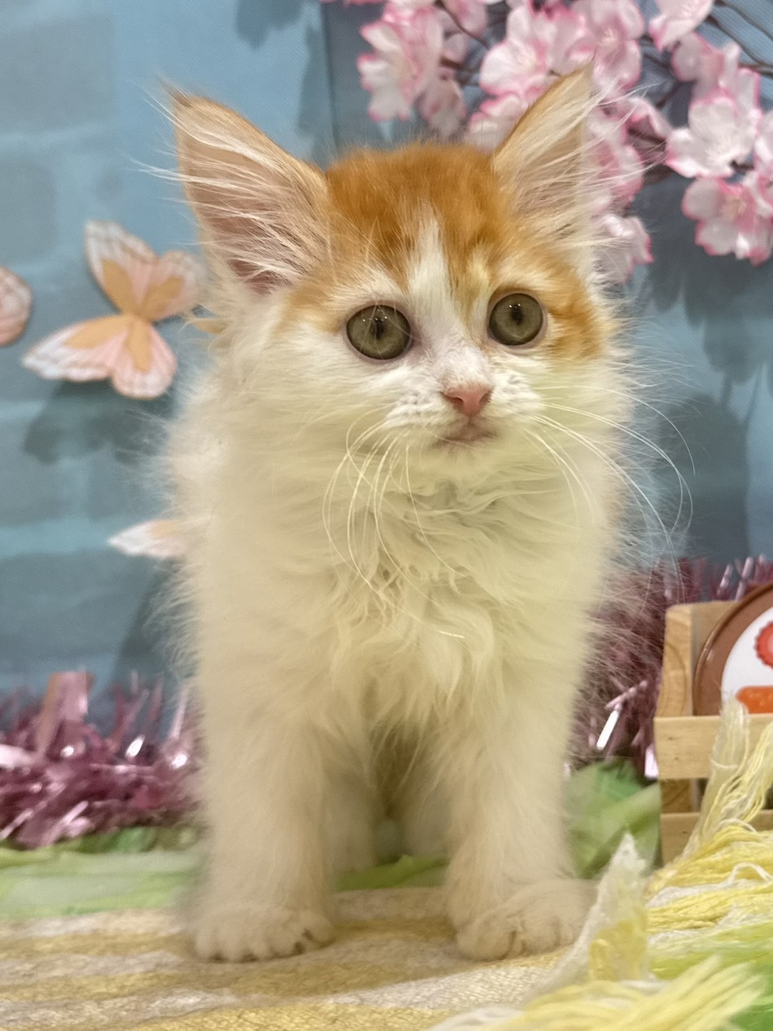 2026年2月3日生まれのサイベリアン