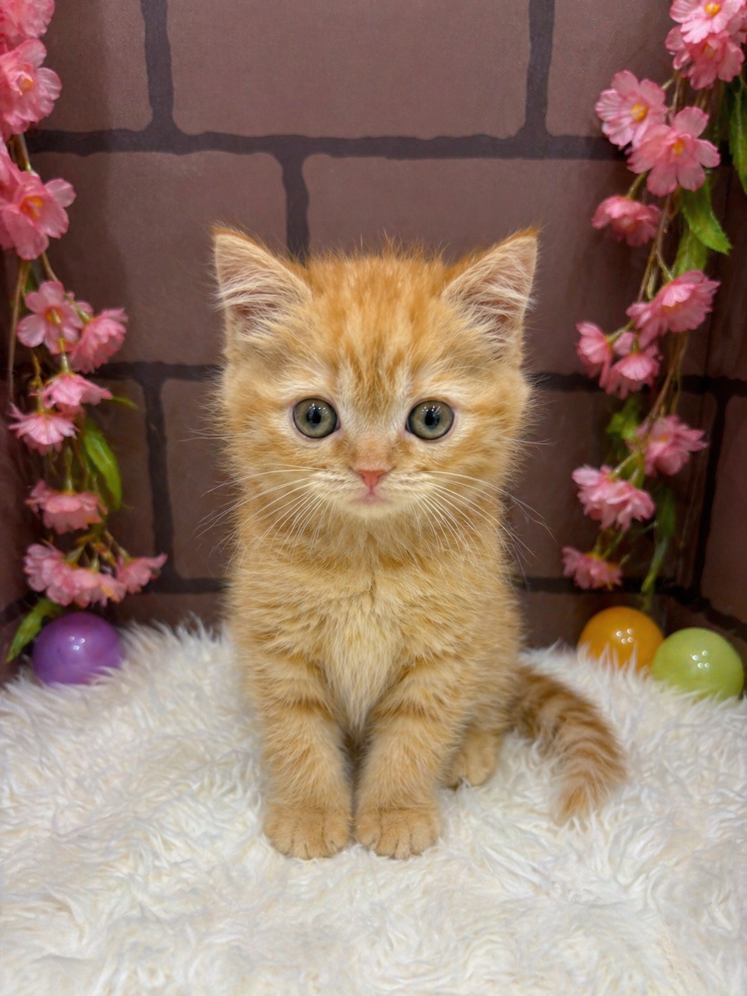 大阪府のスコティッシュストレート (センチュリーペットそよら古川橋駅前店/2026年2月21日生まれ/女の子/レッドタビー)の子猫の1枚目の画像