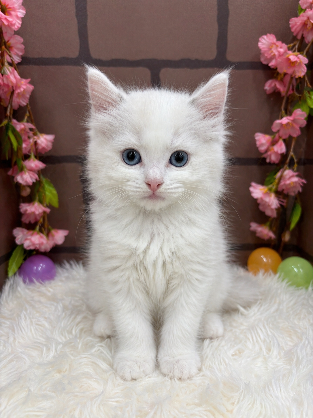 大阪府のラグドール (センチュリーペットそよら古川橋駅前店/2026年2月21日生まれ/男の子/シールポイントバイカラー)の子猫の1枚目の画像