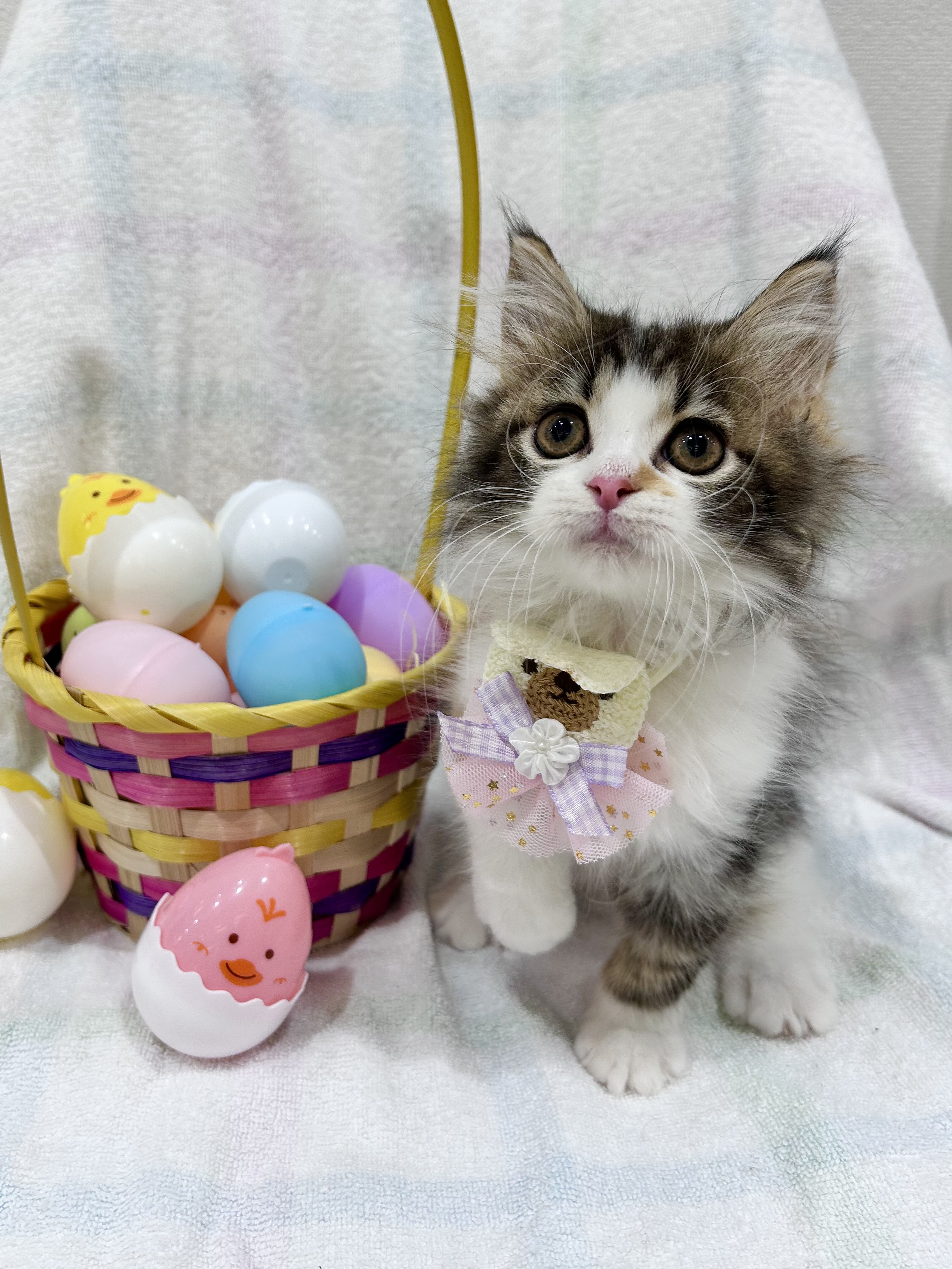 埼玉県のサイベリアン (センチュリーペット武蔵狭山店/2026年2月11日生まれ/女の子/キャリコ)の子猫の1枚目の画像