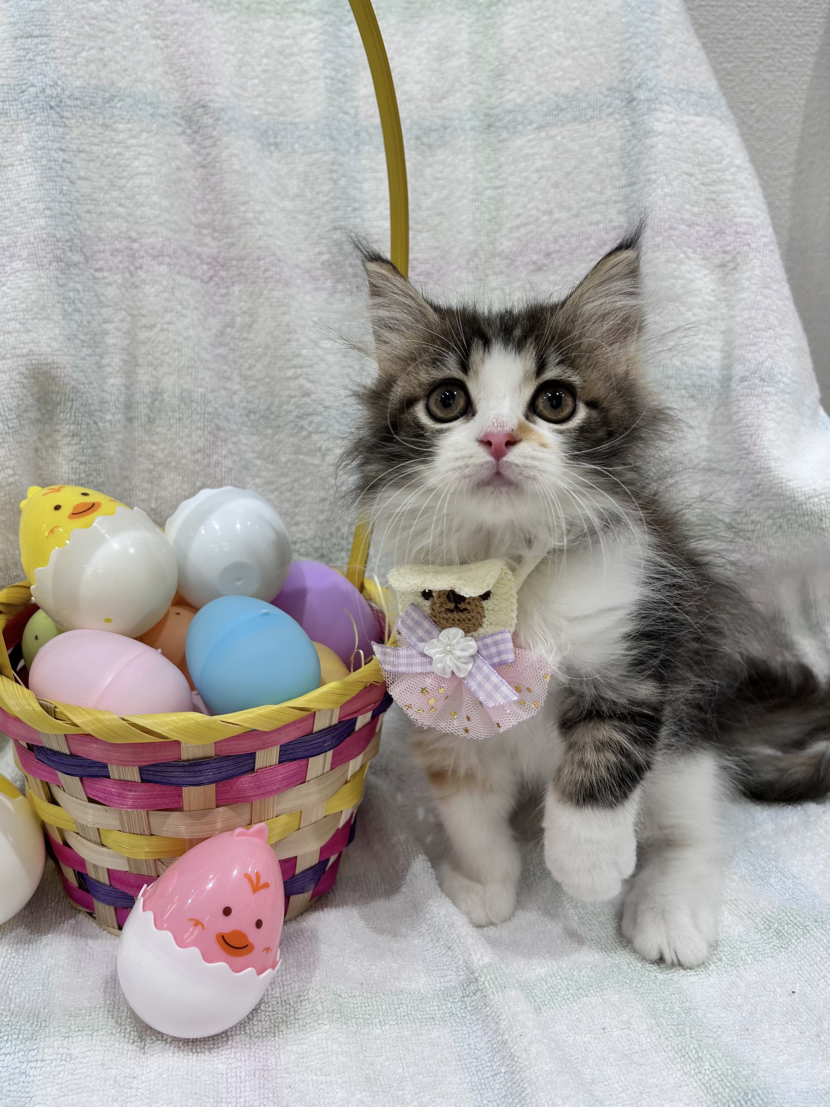 埼玉県のサイベリアン (センチュリーペット武蔵狭山店/2026年2月11日生まれ/女の子/キャリコ)の子猫の2枚目の画像