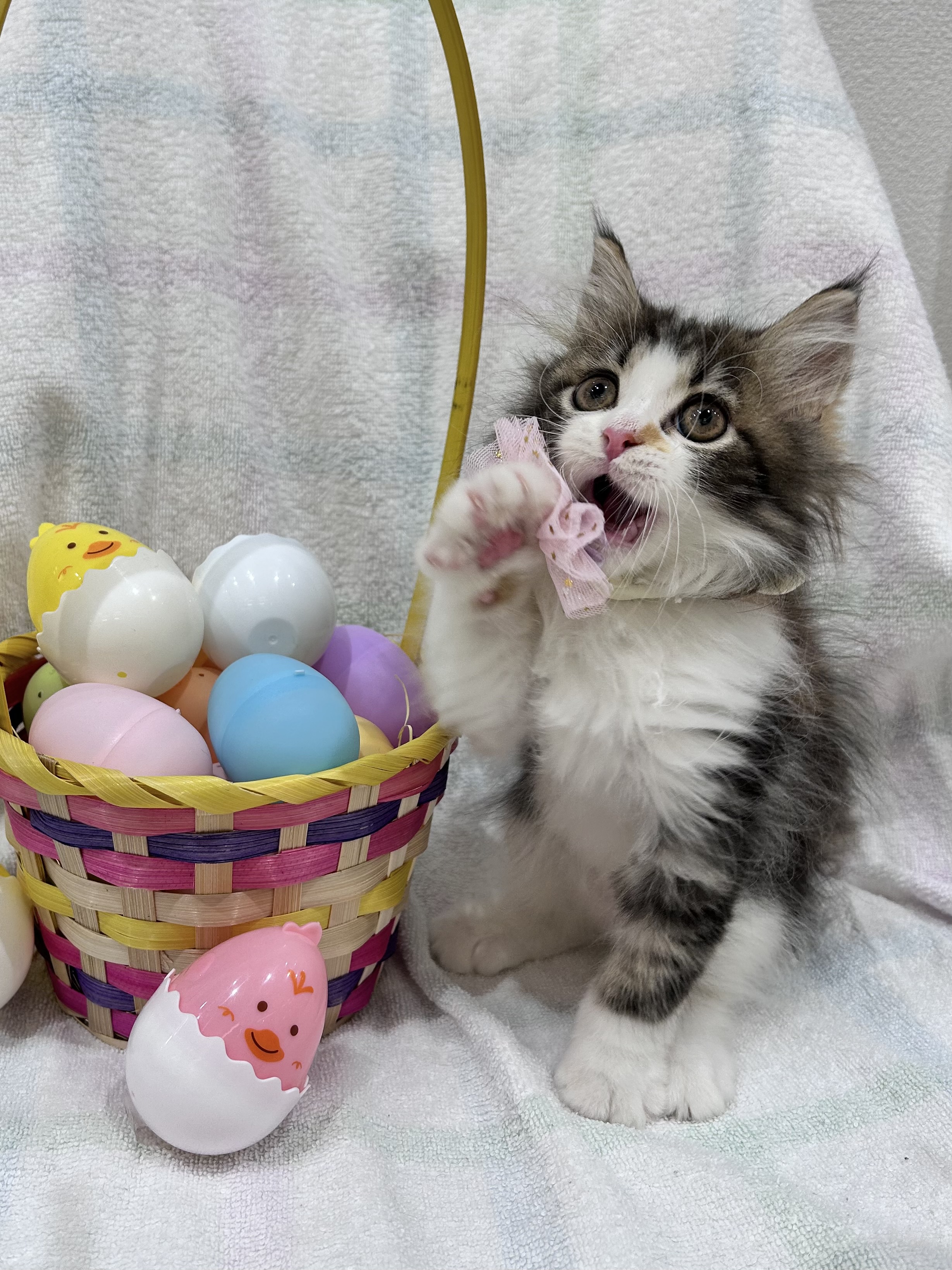 埼玉県のサイベリアン (センチュリーペット武蔵狭山店/2026年2月11日生まれ/女の子/キャリコ)の子猫の3枚目の画像