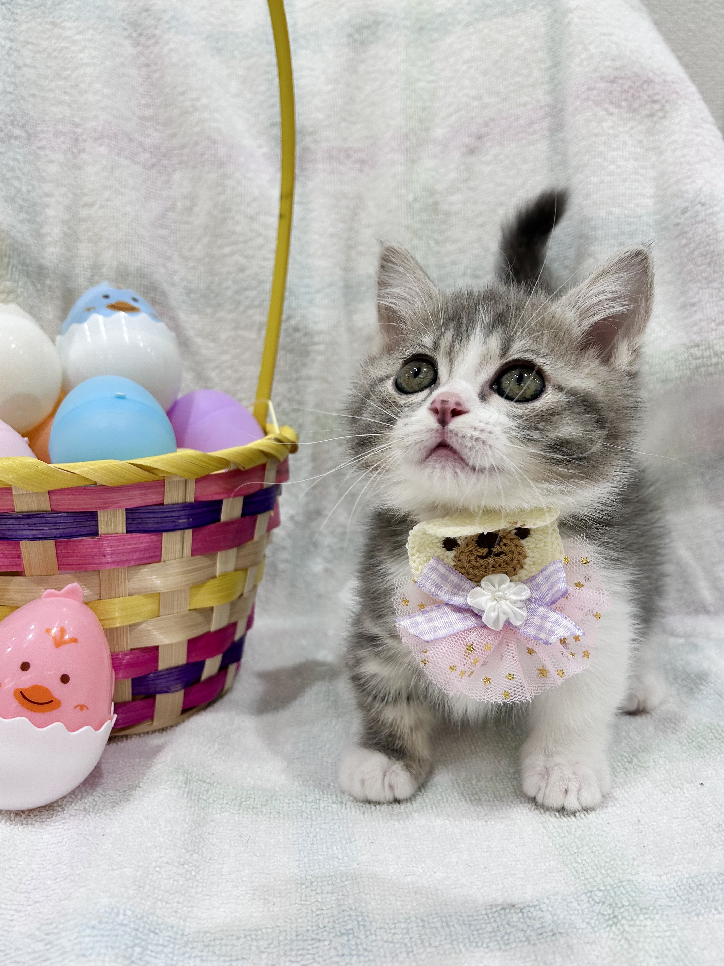 埼玉県のミヌエット (センチュリーペット武蔵狭山店/2026年2月14日生まれ/男の子/ブルータビーホワイト)の子猫の1枚目の画像