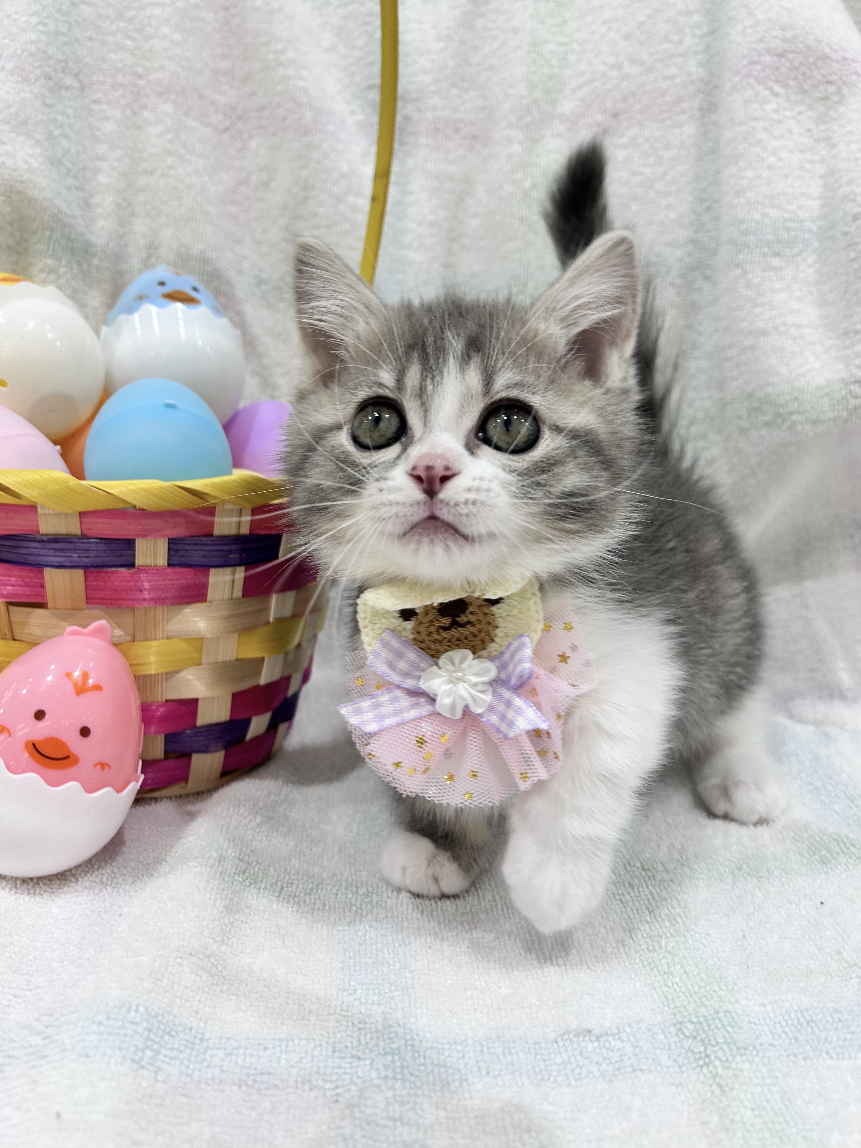 埼玉県のミヌエット (センチュリーペット武蔵狭山店/2026年2月14日生まれ/男の子/ブルータビーホワイト)の子猫の2枚目の画像