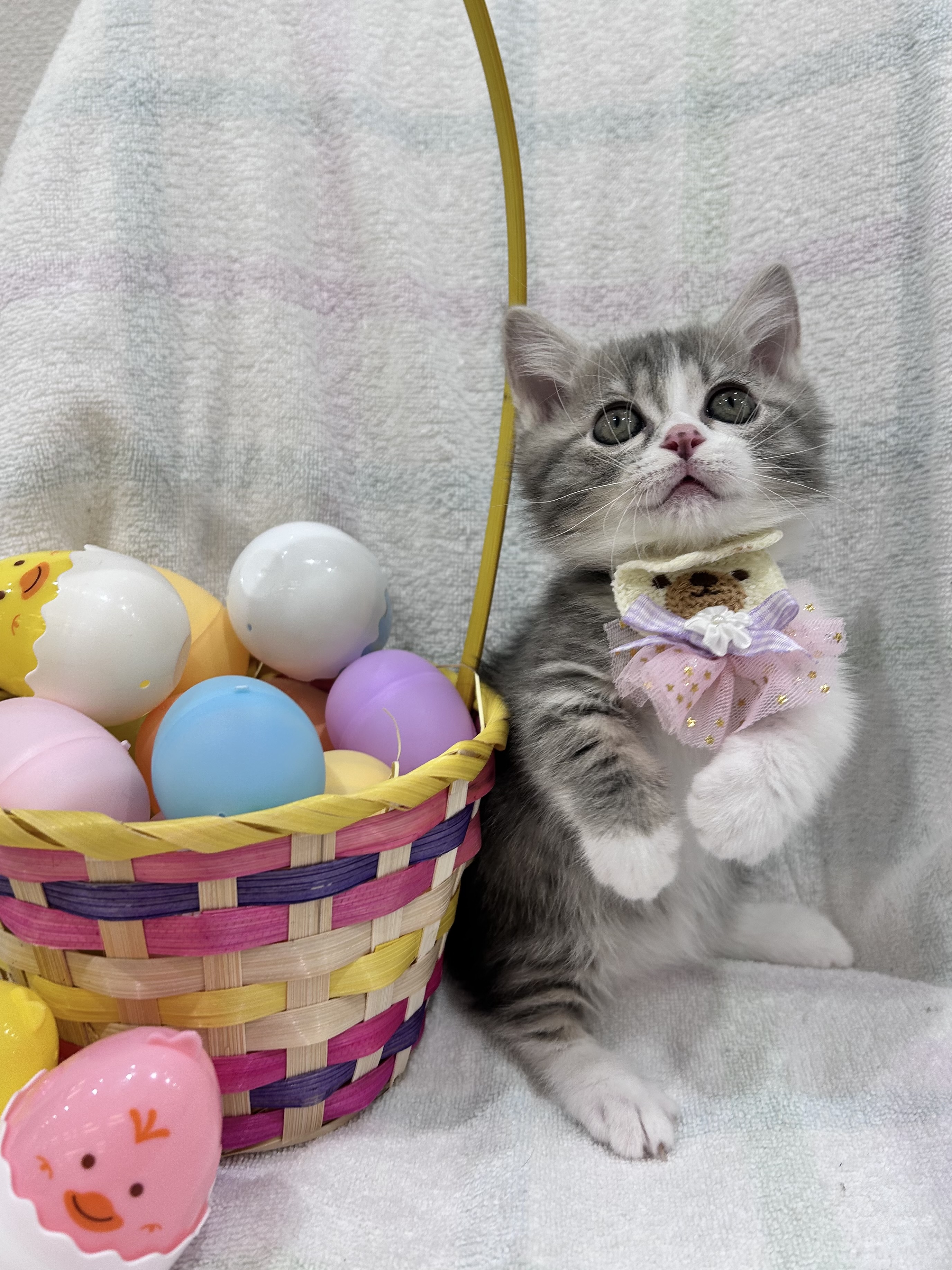 埼玉県のミヌエット (センチュリーペット武蔵狭山店/2026年2月14日生まれ/男の子/ブルータビーホワイト)の子猫の3枚目の画像