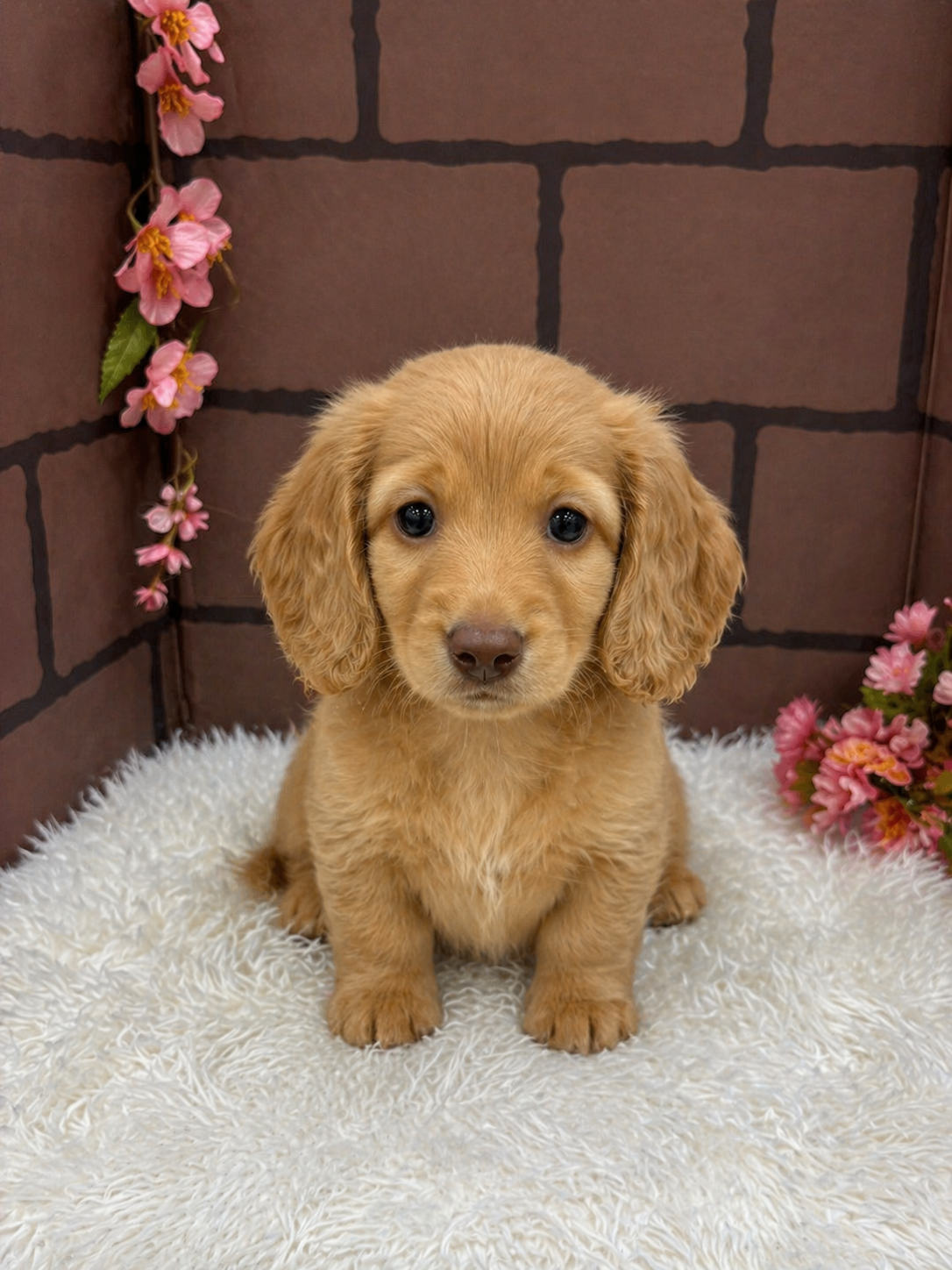 大阪府のミニチュアダックスフンド(ロング) (センチュリーペットそよら古川橋駅前店/2026年2月17日生まれ/男の子/イエロー)の子犬の1枚目の画像