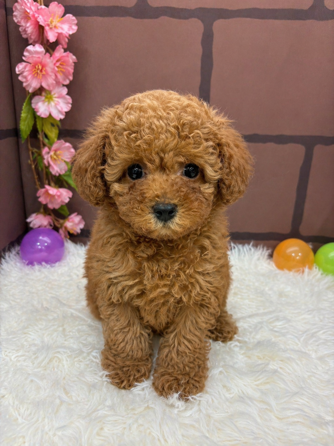 大阪府のトイプードル(トイ) (センチュリーペットそよら古川橋駅前店/2026年2月17日生まれ/女の子/レッド)の子犬の1枚目の画像