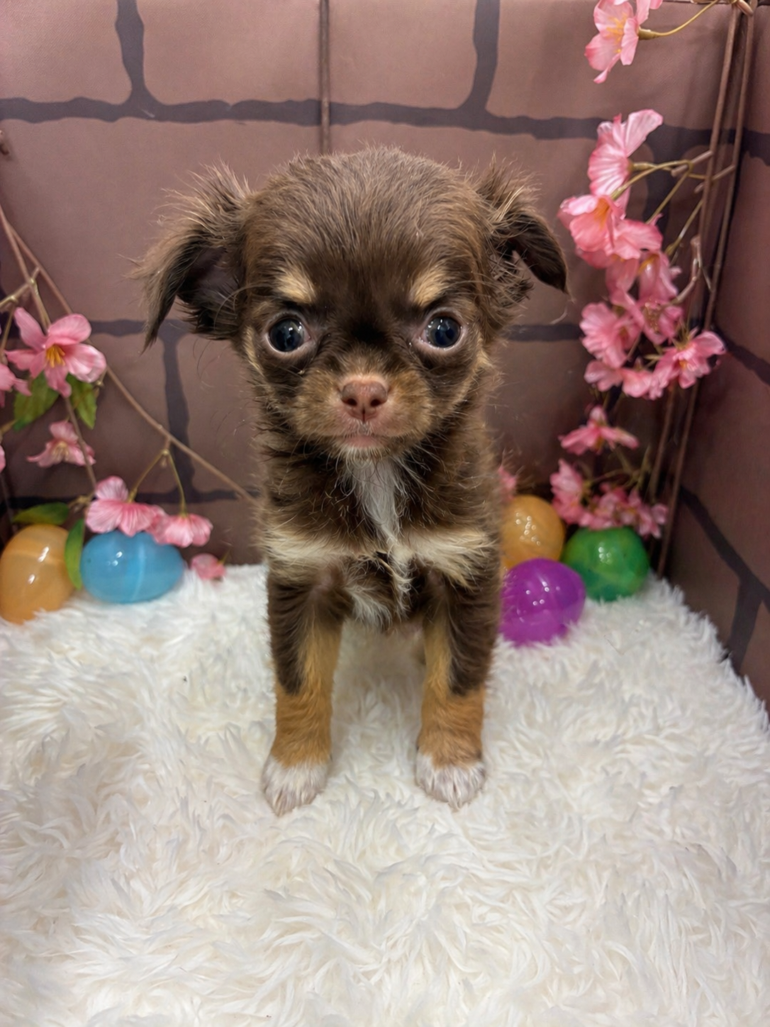 大阪府のチワワ(ロング) (センチュリーペットそよら古川橋駅前店/2026年2月19日生まれ/女の子/チョコレートタンホワイト)の子犬の1枚目の画像