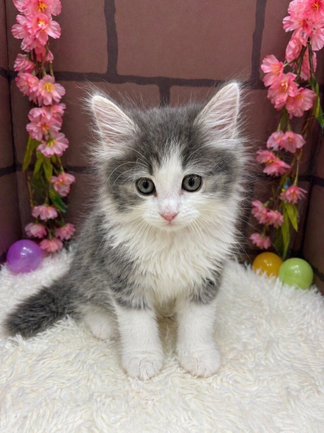 大阪府のノルウェージャンフォレストキャット (センチュリーペットそよら古川橋駅前店/2026年2月18日生まれ/男の子/ブルータビーホワイト)の子猫の1枚目の画像