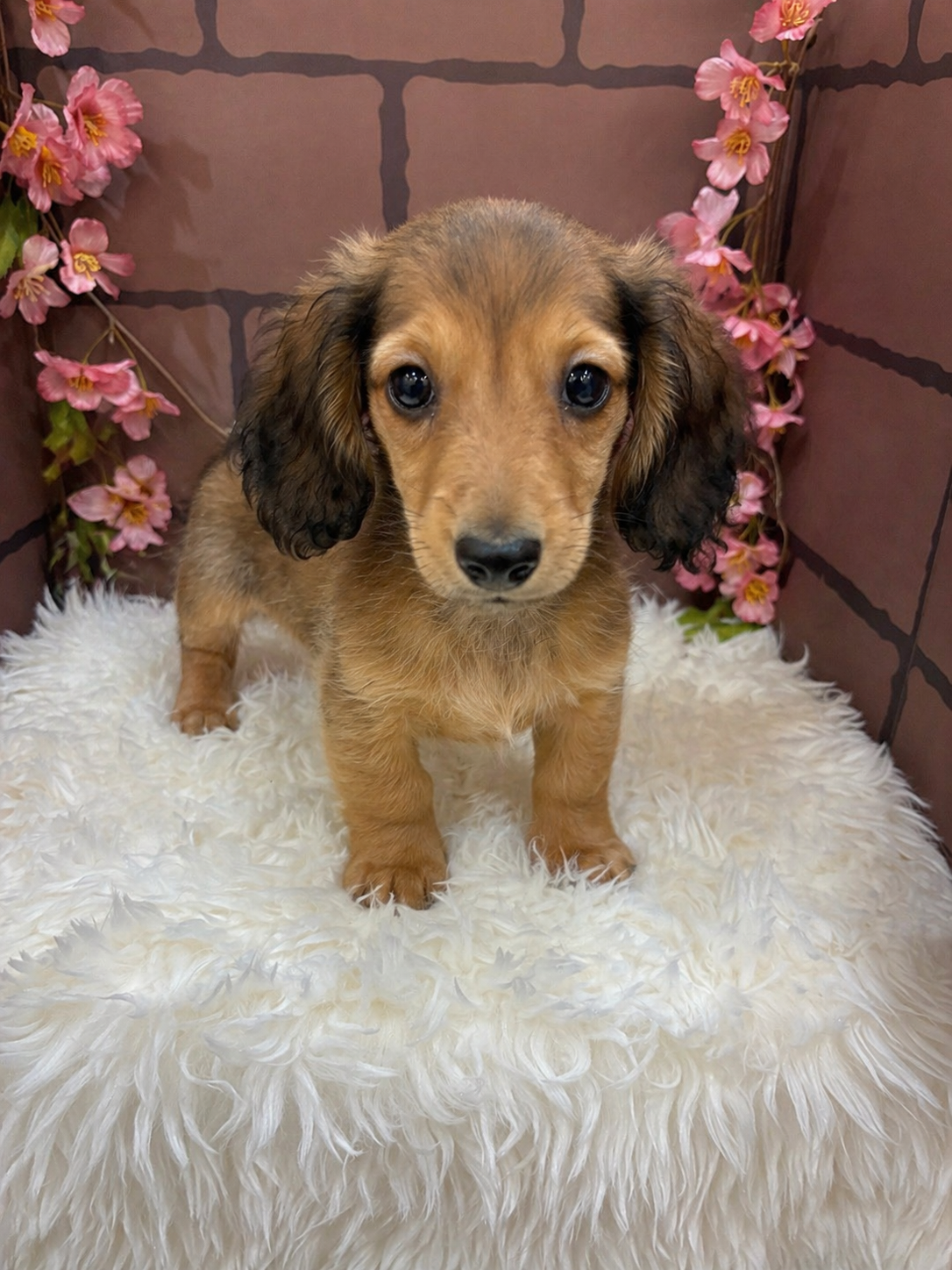 大阪府のミニチュアダックスフンド(ロング) (センチュリーペットそよら古川橋駅前店/2026年2月1日生まれ/男の子/レッド)の子犬の1枚目の画像