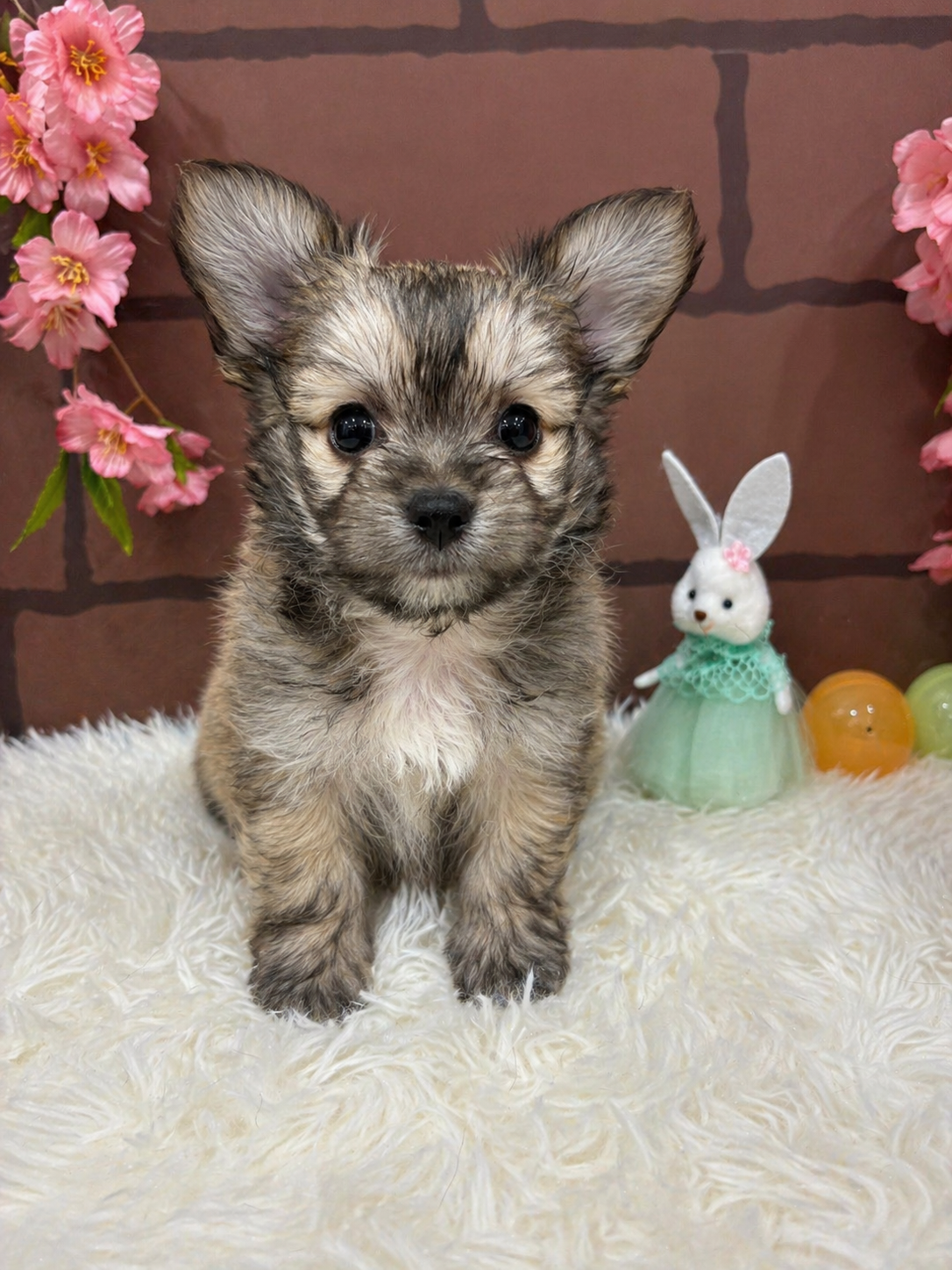大阪府のチワマル/マルチワ(チワワ×マルチーズ) (センチュリーペットそよら古川橋駅前店/2026年2月18日生まれ/女の子/その他色)の子犬の1枚目の画像