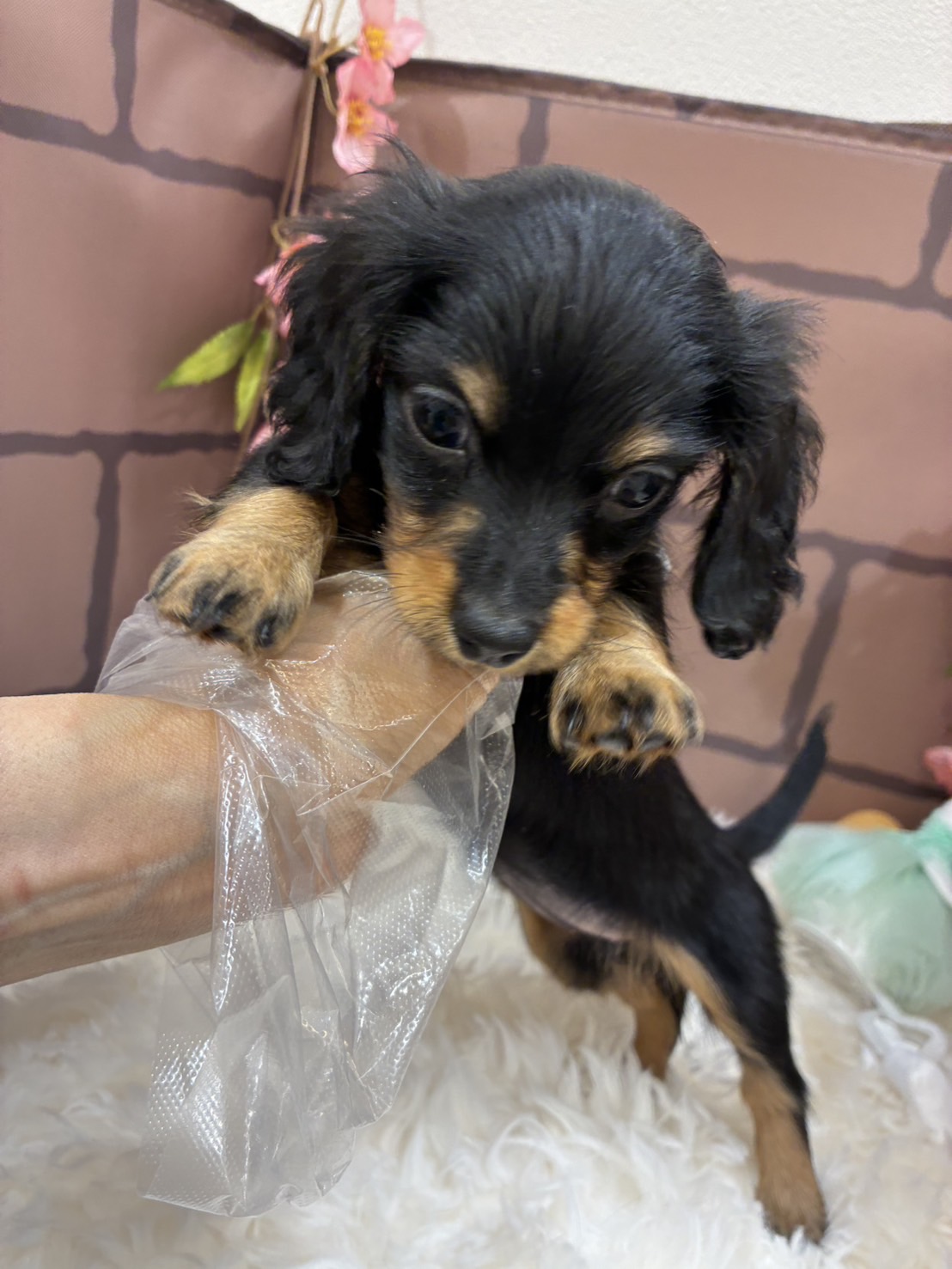 2026年2月21日生まれのミニチュアダックスフンド(ロング)