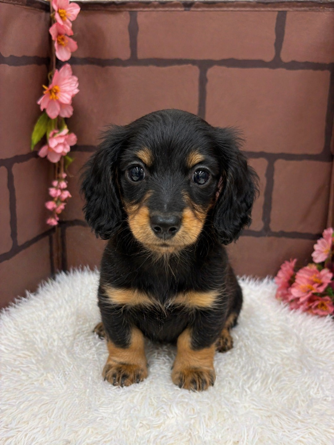 大阪府のミニチュアダックスフンド(ロング) (センチュリーペットそよら古川橋駅前店/2026年2月21日生まれ/女の子/ブラックタン)の子犬の1枚目の画像