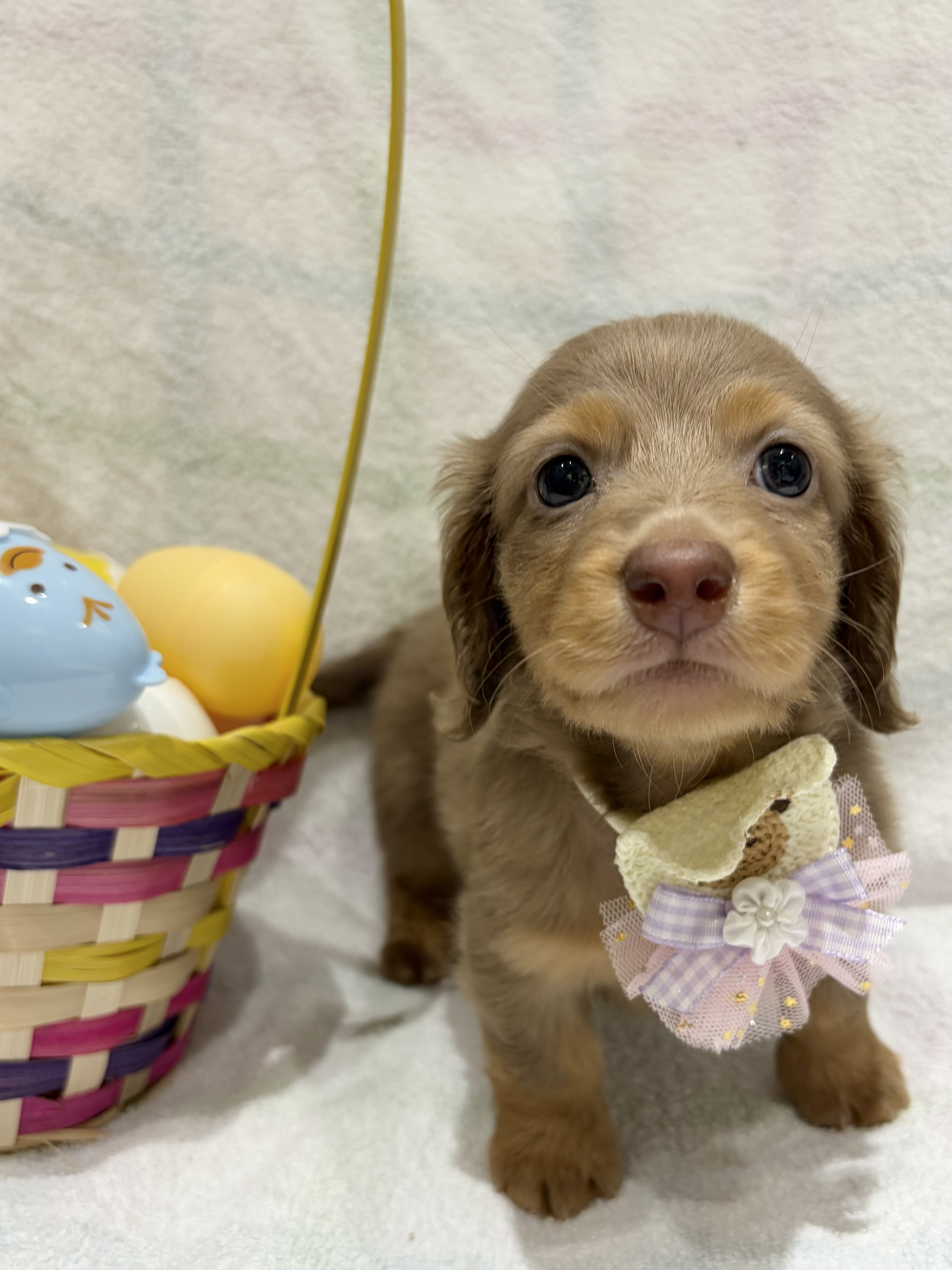 埼玉県のミニチュアダックスフンド(ロング) (センチュリーペット武蔵狭山店/2026年2月17日生まれ/男の子/イザベラタン)の子犬の1枚目の画像