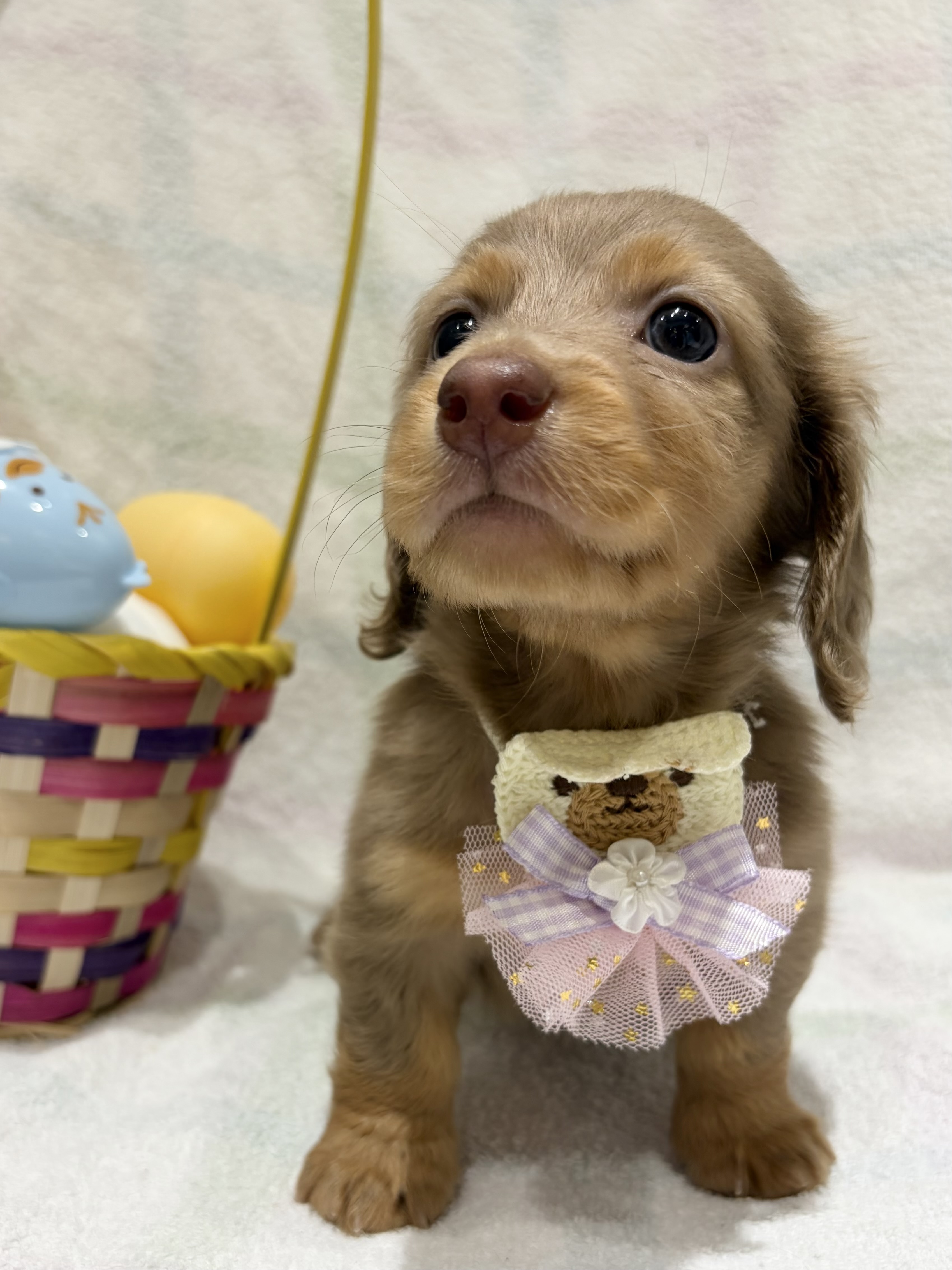 埼玉県のミニチュアダックスフンド(ロング) (センチュリーペット武蔵狭山店/2026年2月17日生まれ/男の子/イザベラタン)の子犬の2枚目の画像