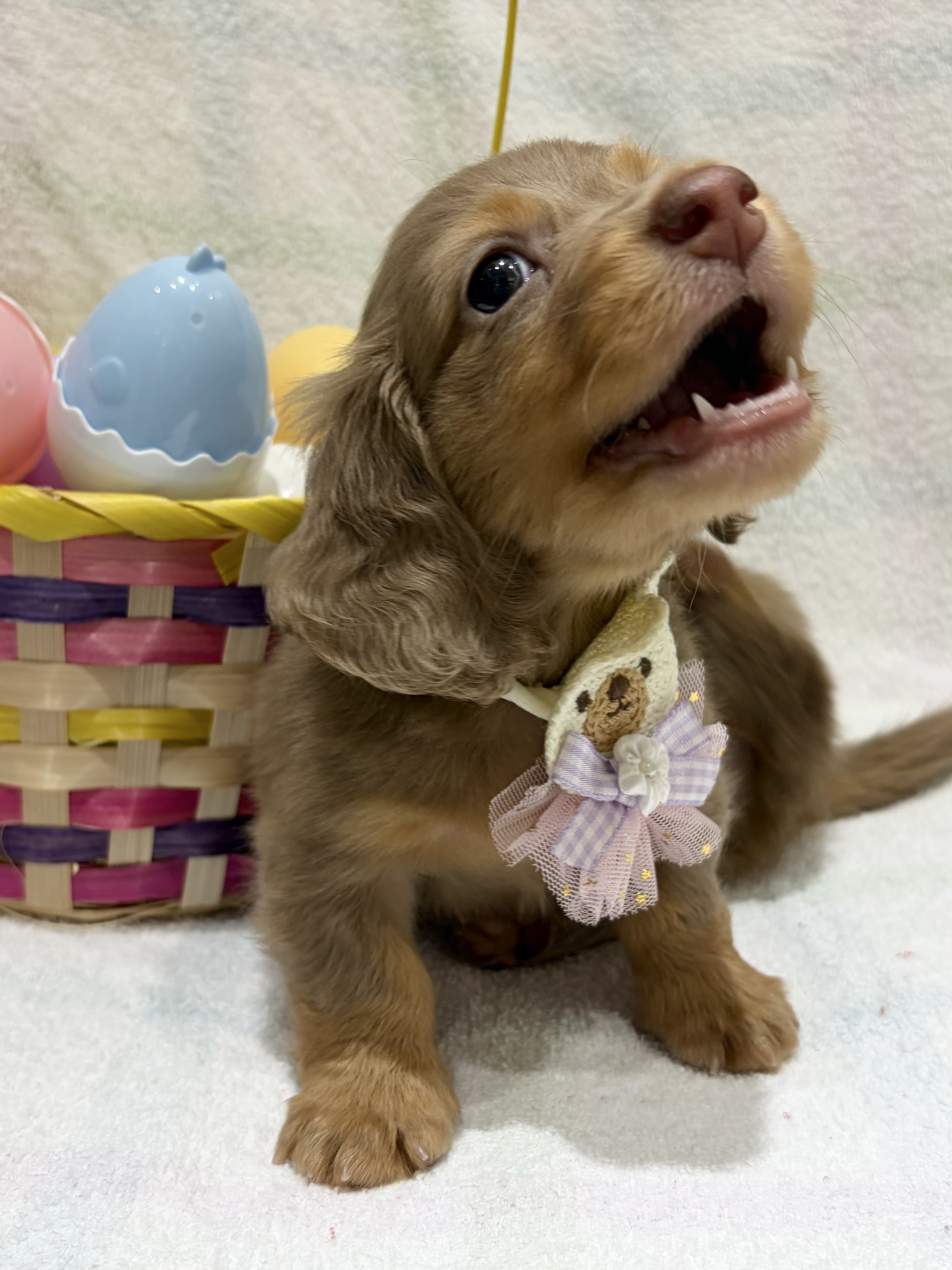 埼玉県のミニチュアダックスフンド(ロング) (センチュリーペット武蔵狭山店/2026年2月17日生まれ/男の子/イザベラタン)の子犬の3枚目の画像