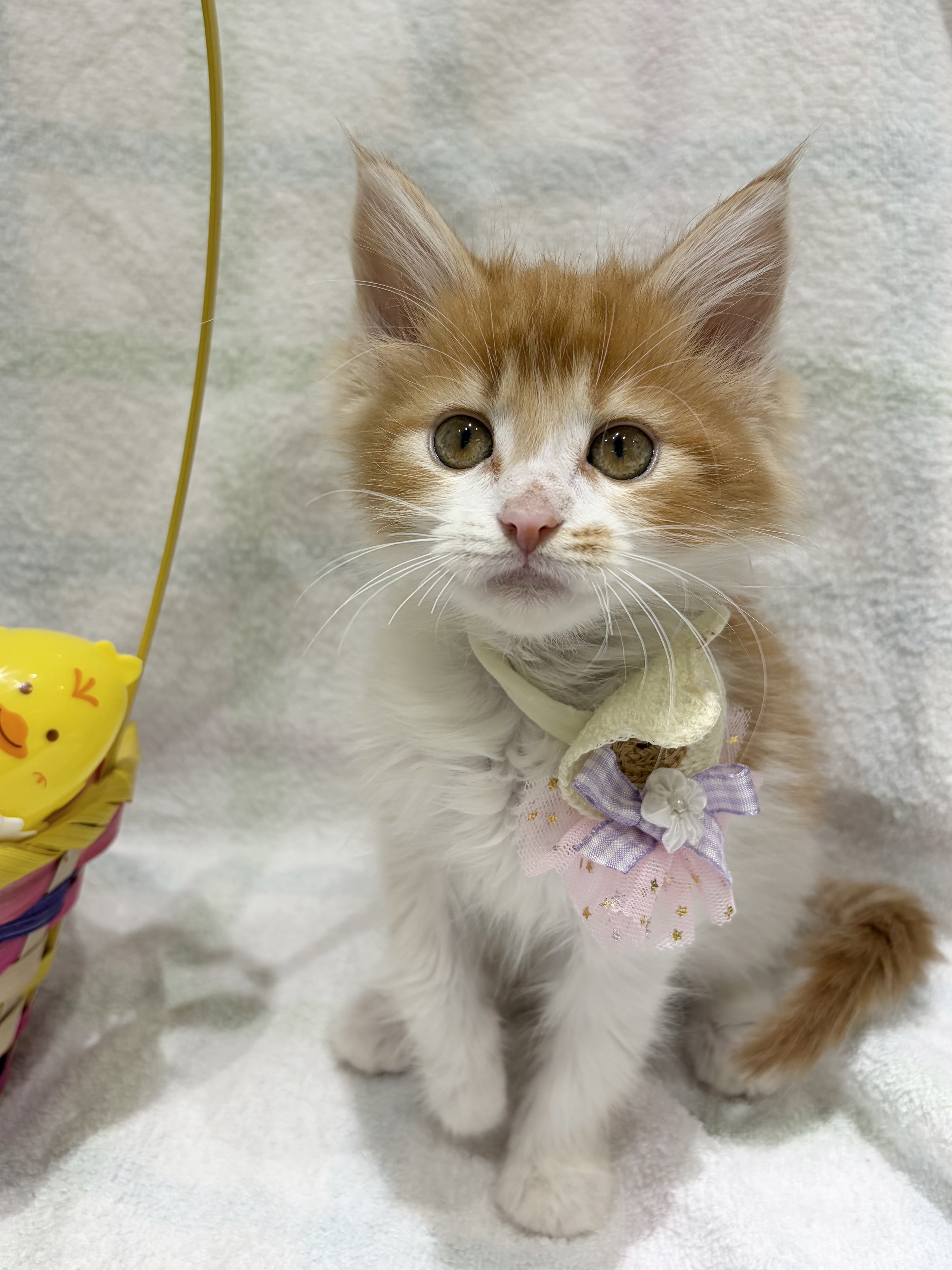 埼玉県のメインクーン (センチュリーペット武蔵狭山店/2026年2月10日生まれ/男の子/レッドタビーホワイト)の子猫の1枚目の画像