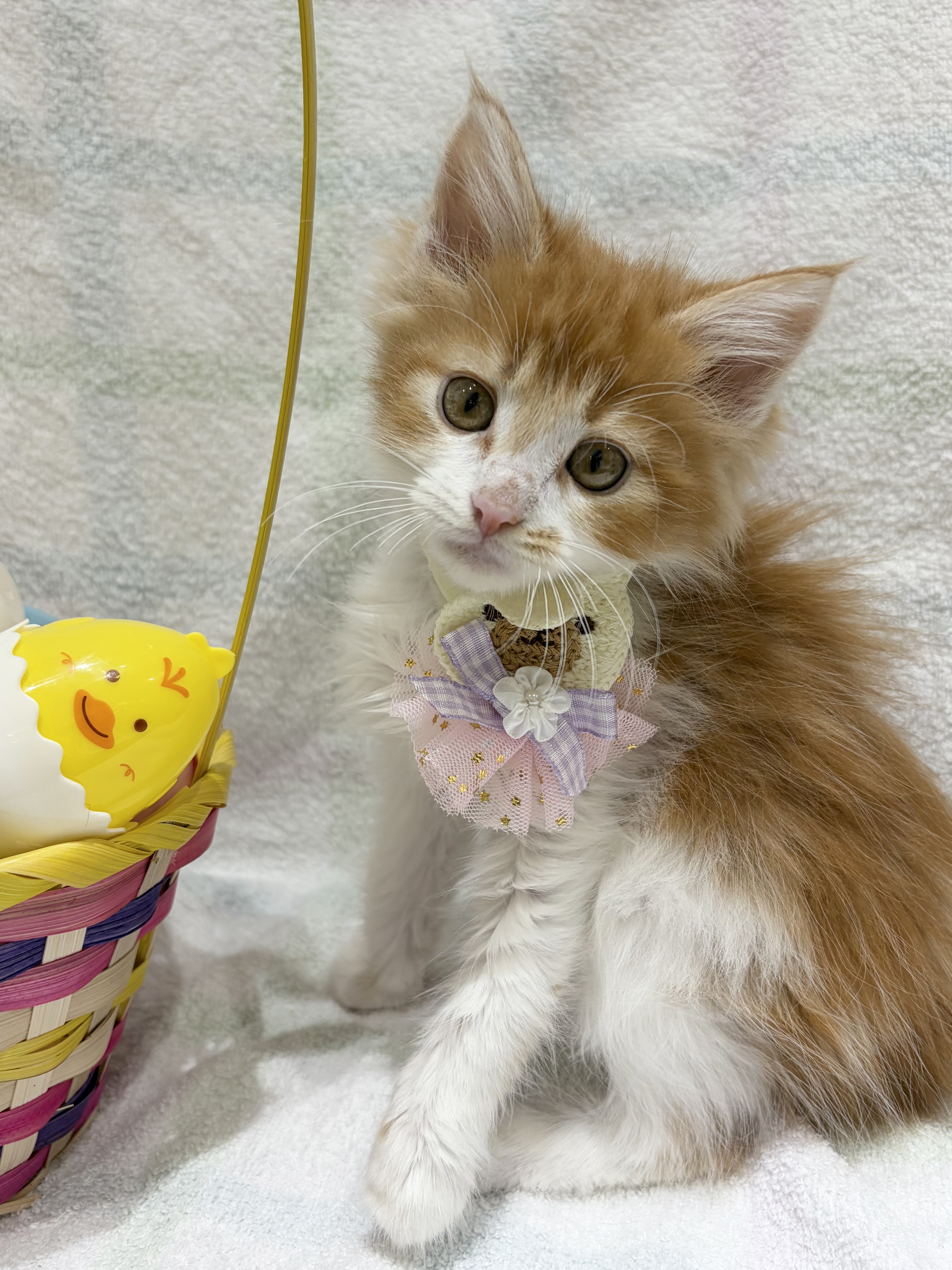 埼玉県のメインクーン (センチュリーペット武蔵狭山店/2026年2月10日生まれ/男の子/レッドタビーホワイト)の子猫の2枚目の画像